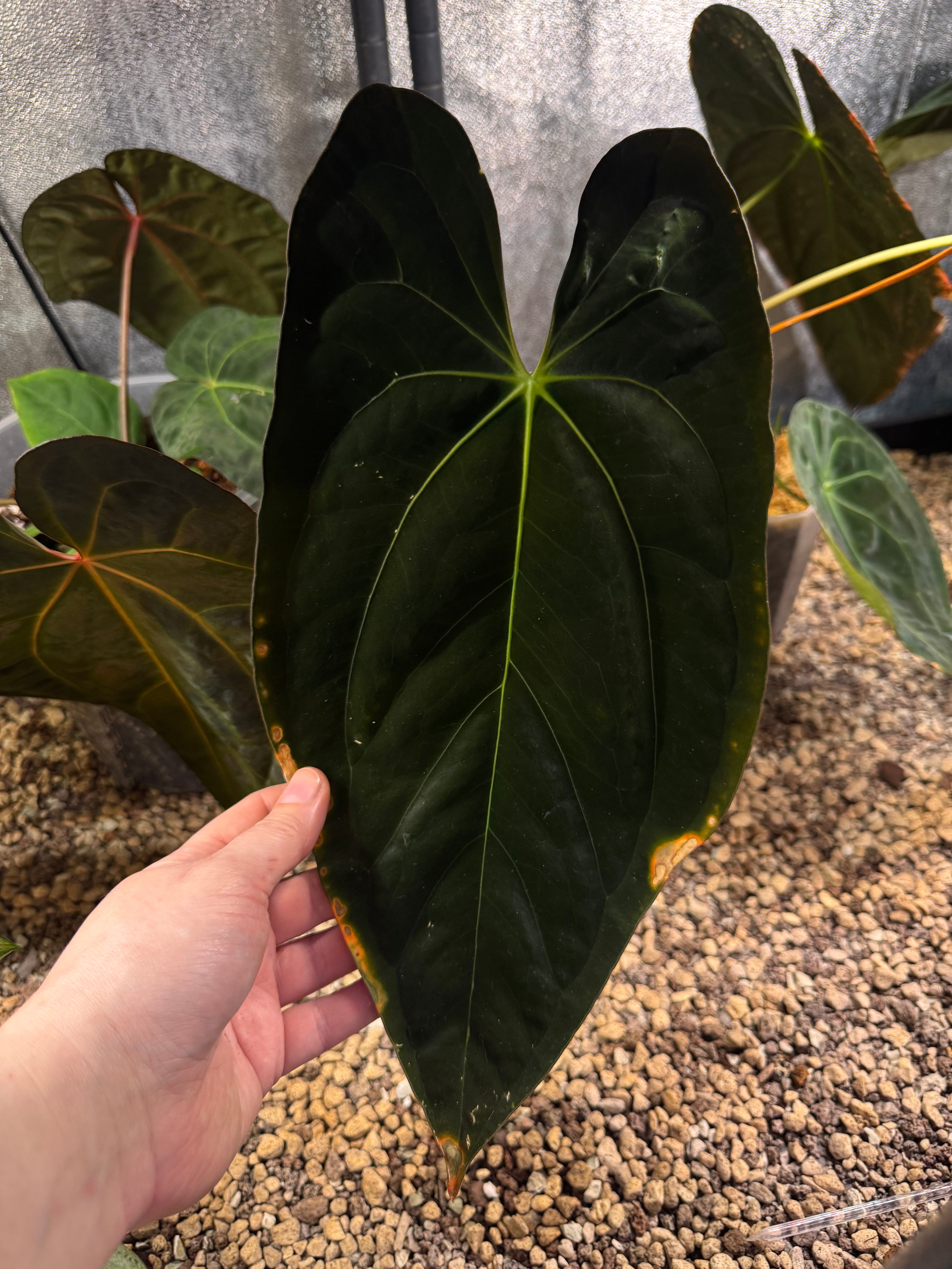 NFS: Anthurium Papillilaminum 'Guna Yala' #1