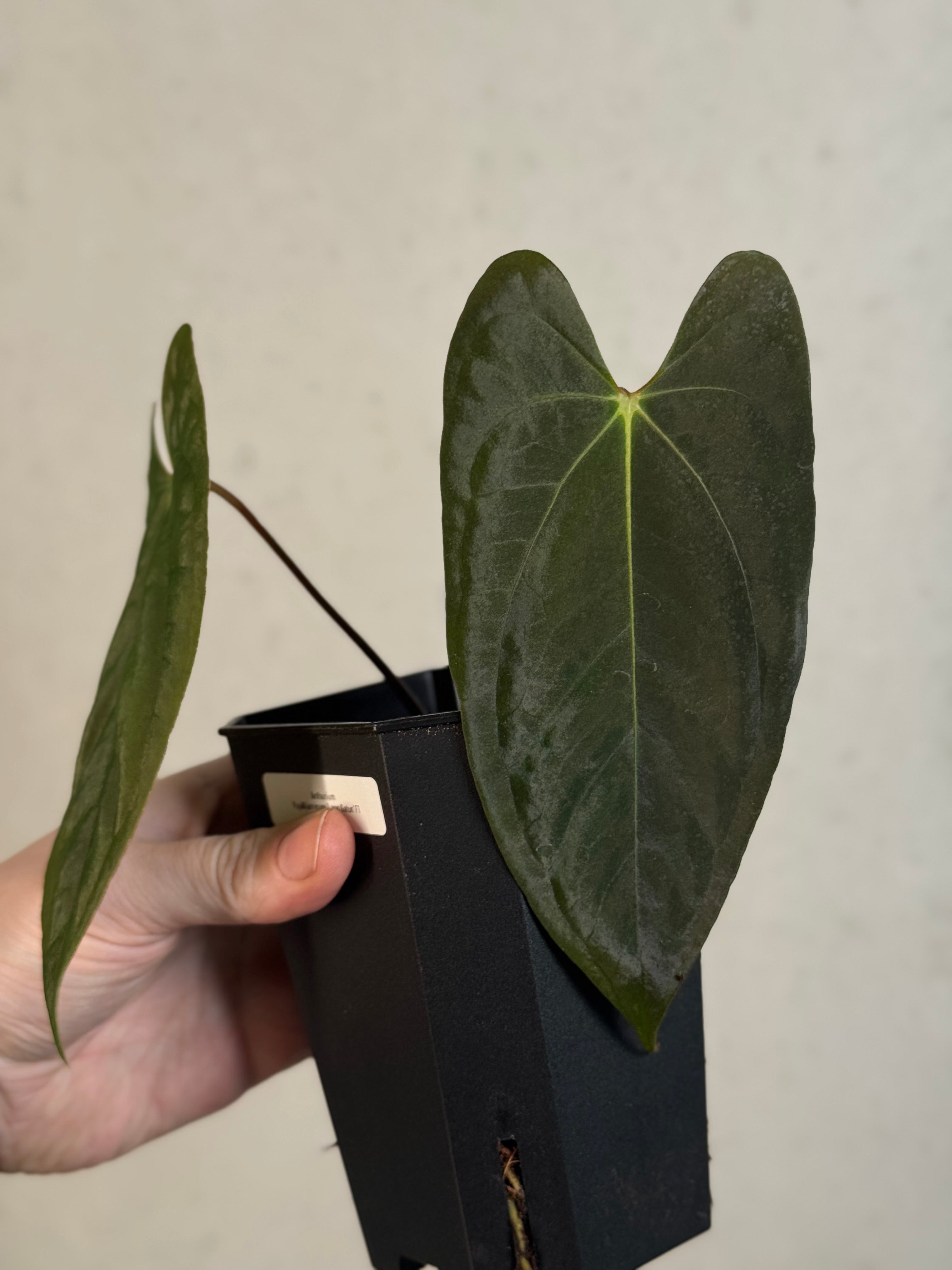 Anthurium Papillilaminum ‘Lago Gatun’ F1 - Clone