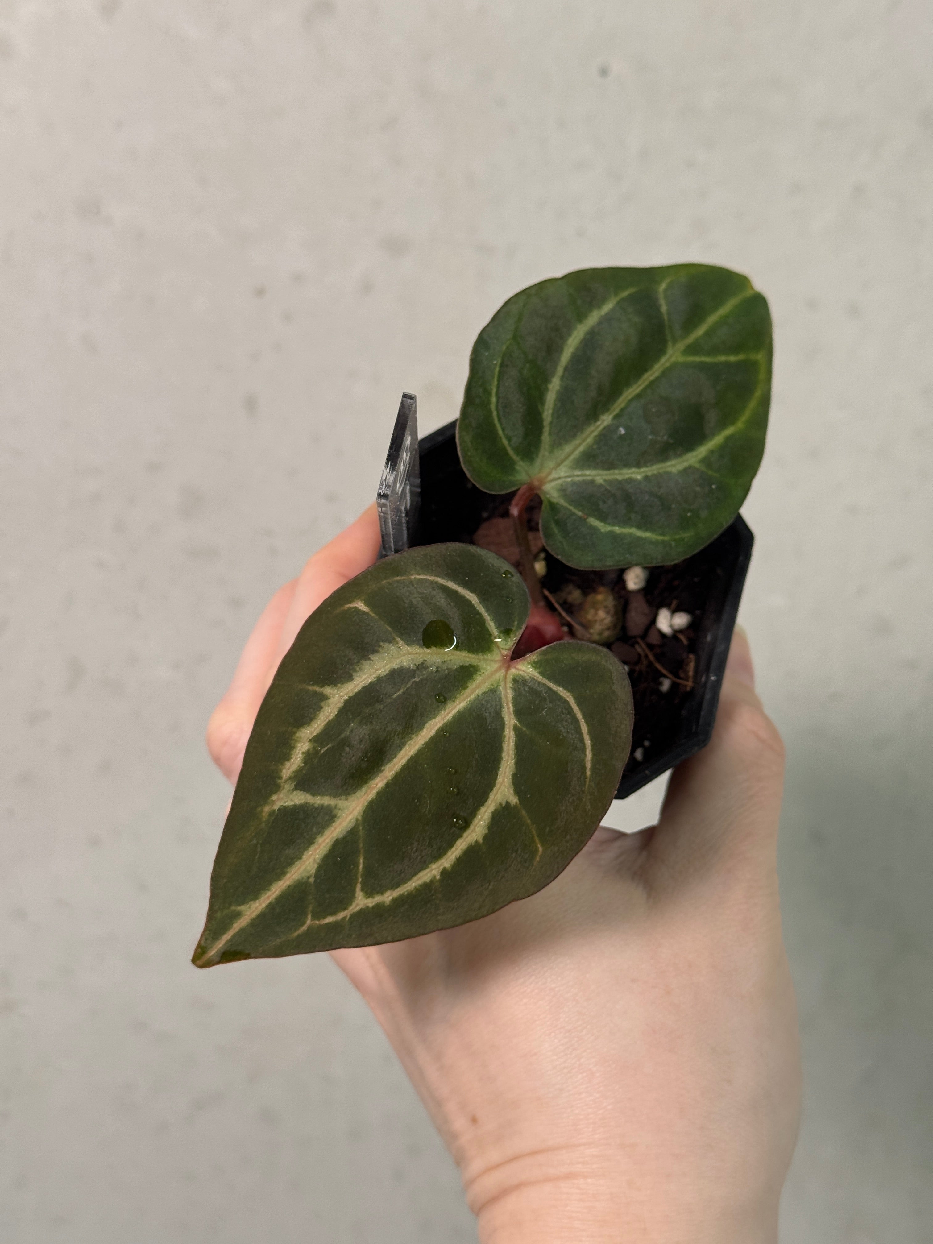 Anthurium Carlablackiae 'Webb' x RA4 - Clone