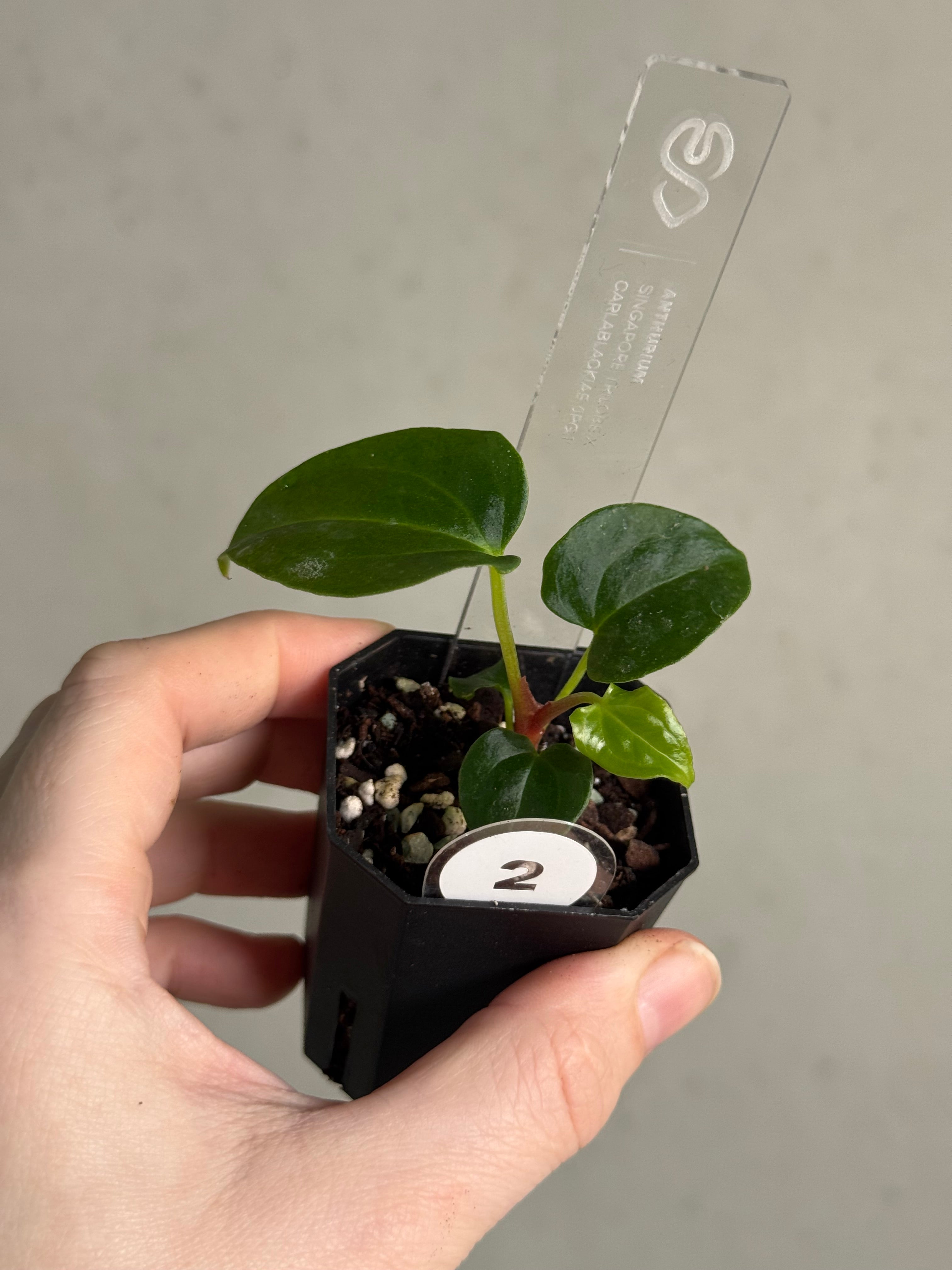 Anthurium Singapore Trilobe x Carlablackiae ‘JPG.1’ - SMUKHI