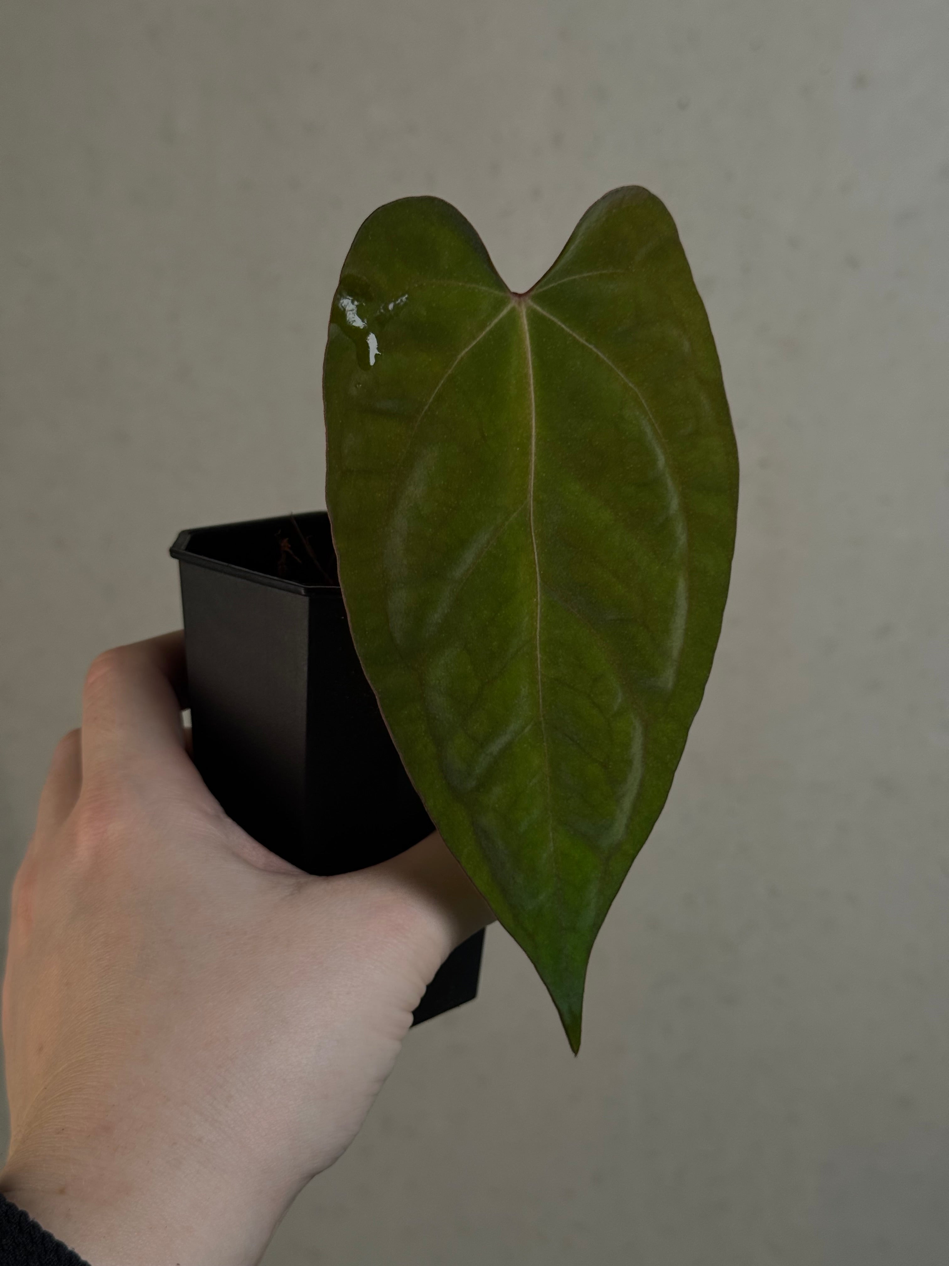 Anthurium Ace of Spades Dark Form x Papillilaminum 'Marie' - Clone - Pre-order