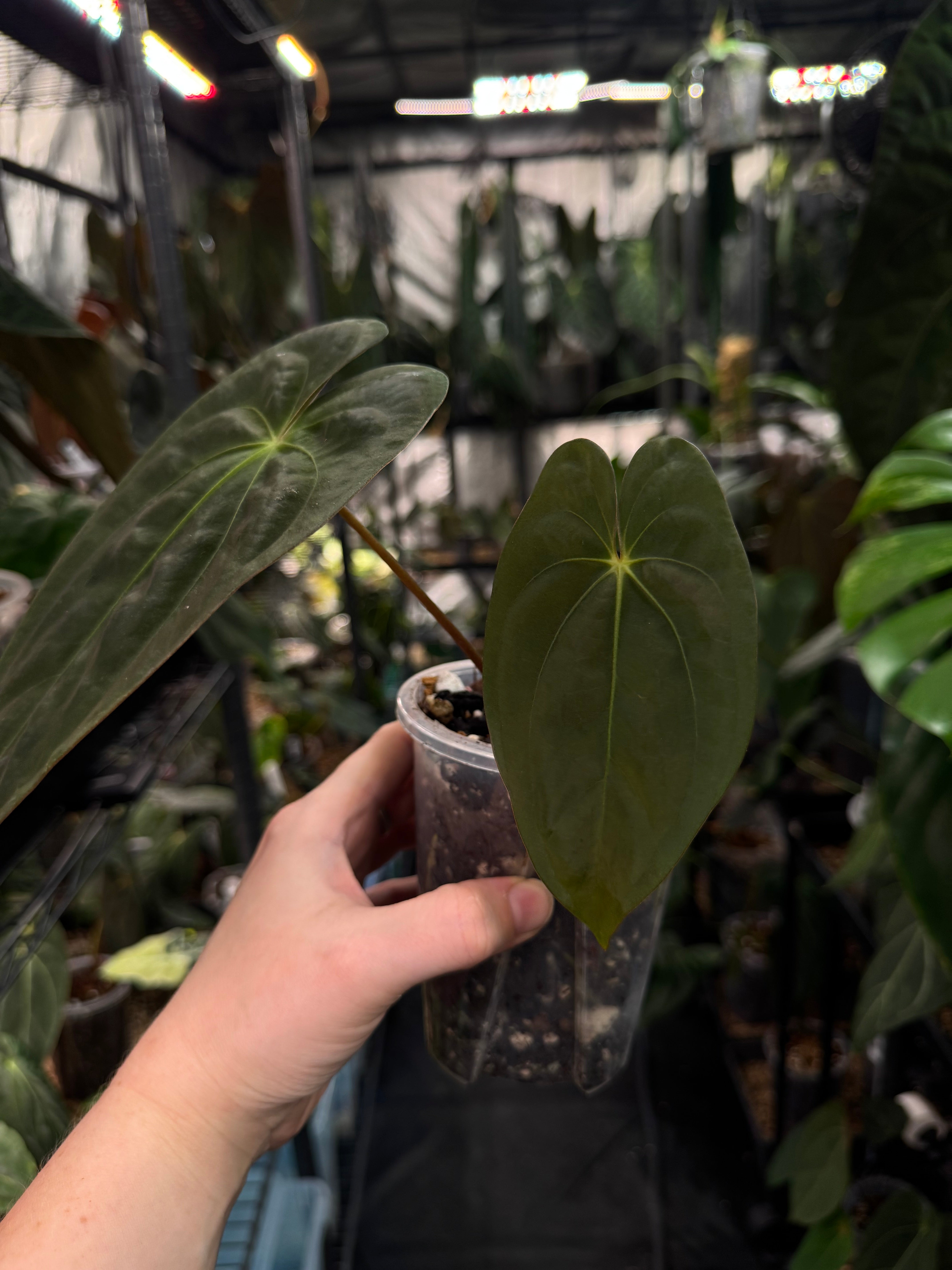 Anthurium Papillilaminum F1 'Lago Gatun'
