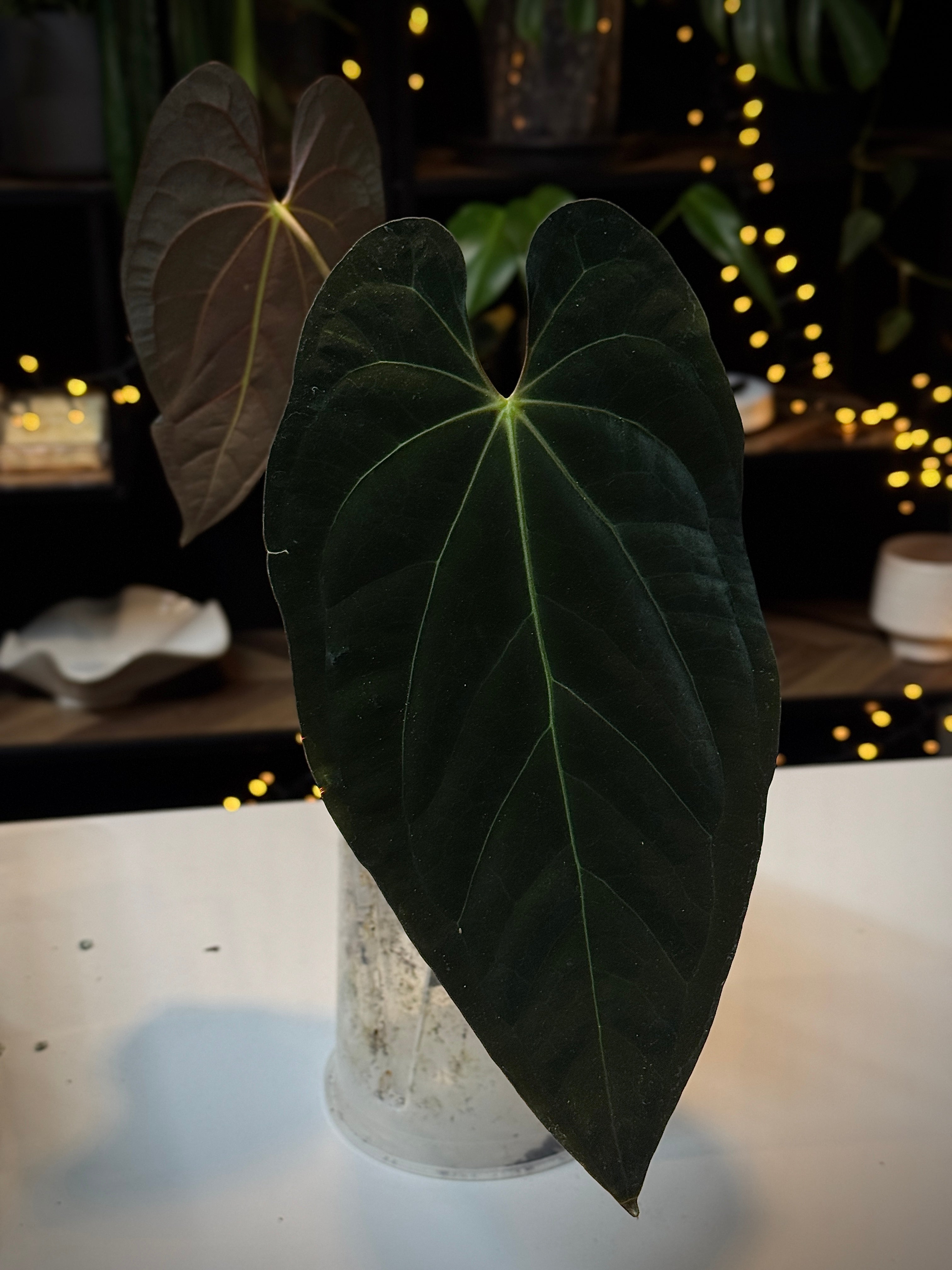 NFS: Anthurium Fort Sherman x Ace of Spades (Kunzo) - Rare Finds