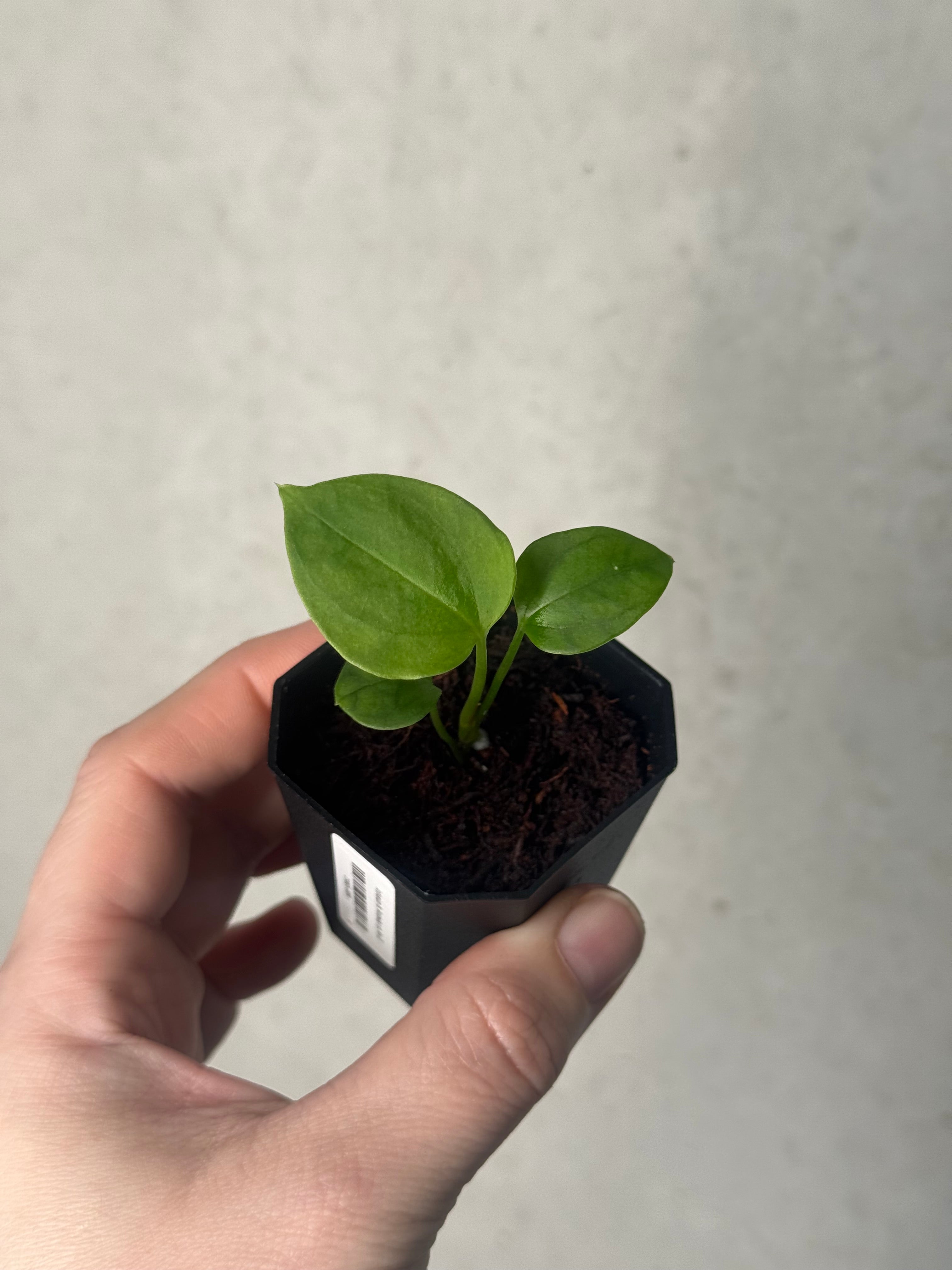 Anthurium Mr. Worldwide x sp. Nov DF