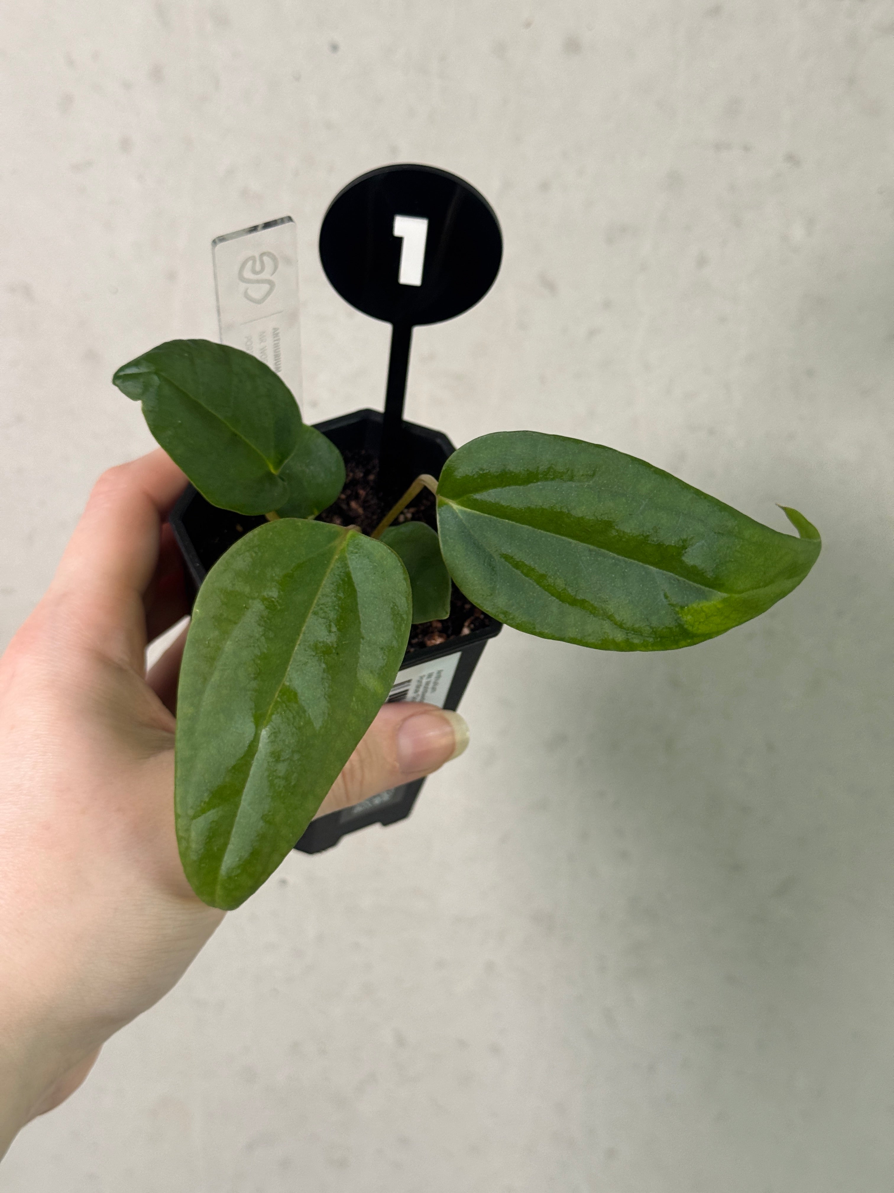 Anthurium Mr. Worldwide x Portillae ‘Dorito’