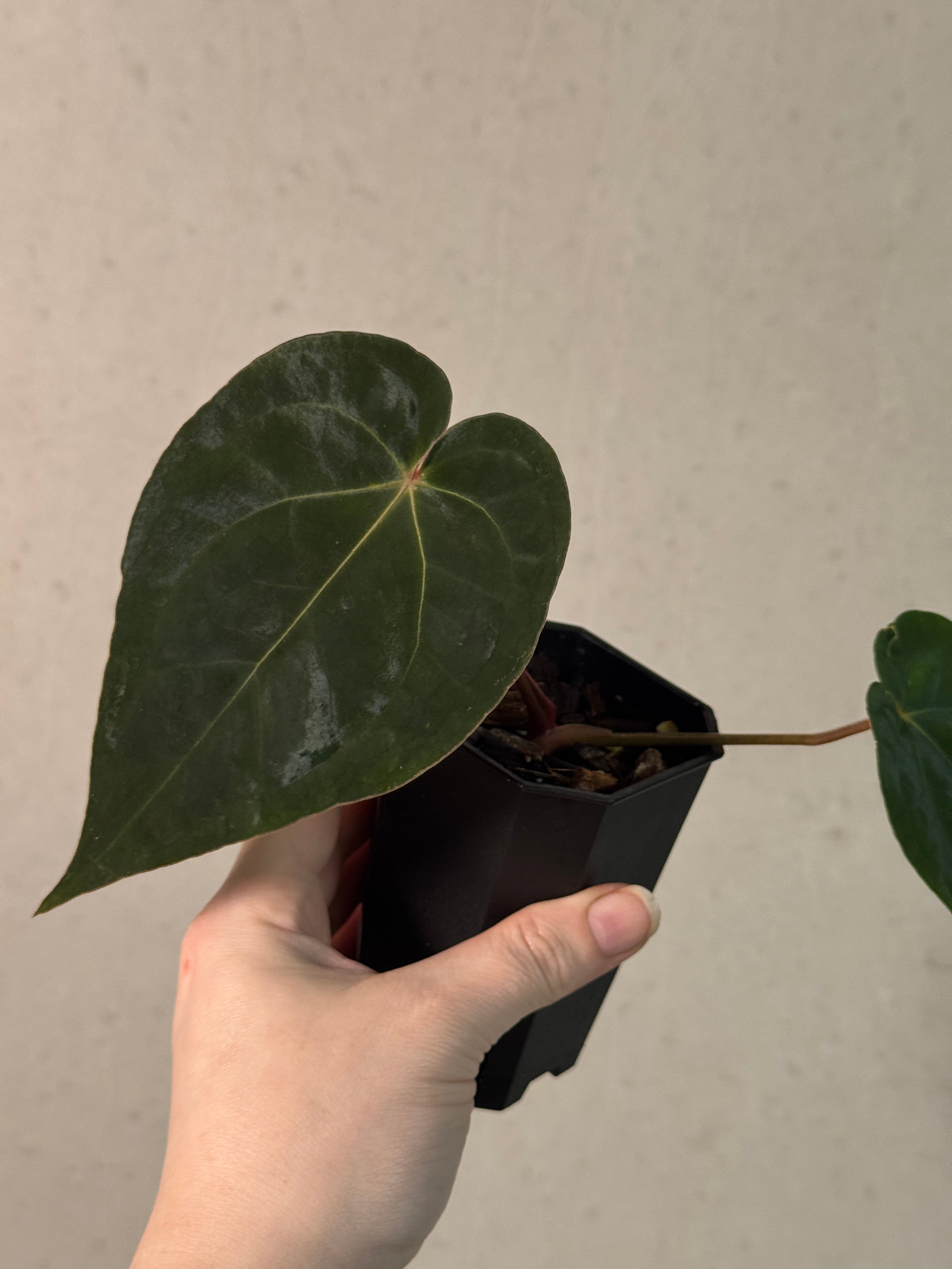 Anthurium Papillilaminum 'Guna Yala' x (Zara x Michelle)