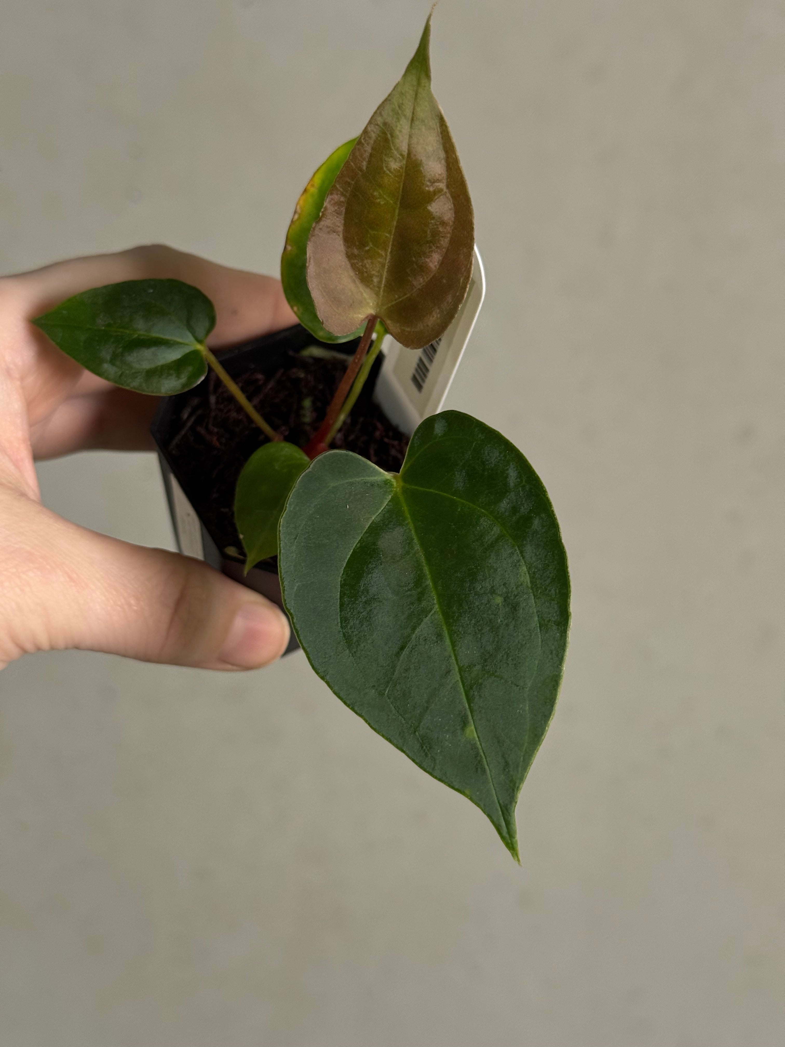 Anthurium (Goliath x Dark Phoenix) x Blue Papillilaminum - SMUKHI