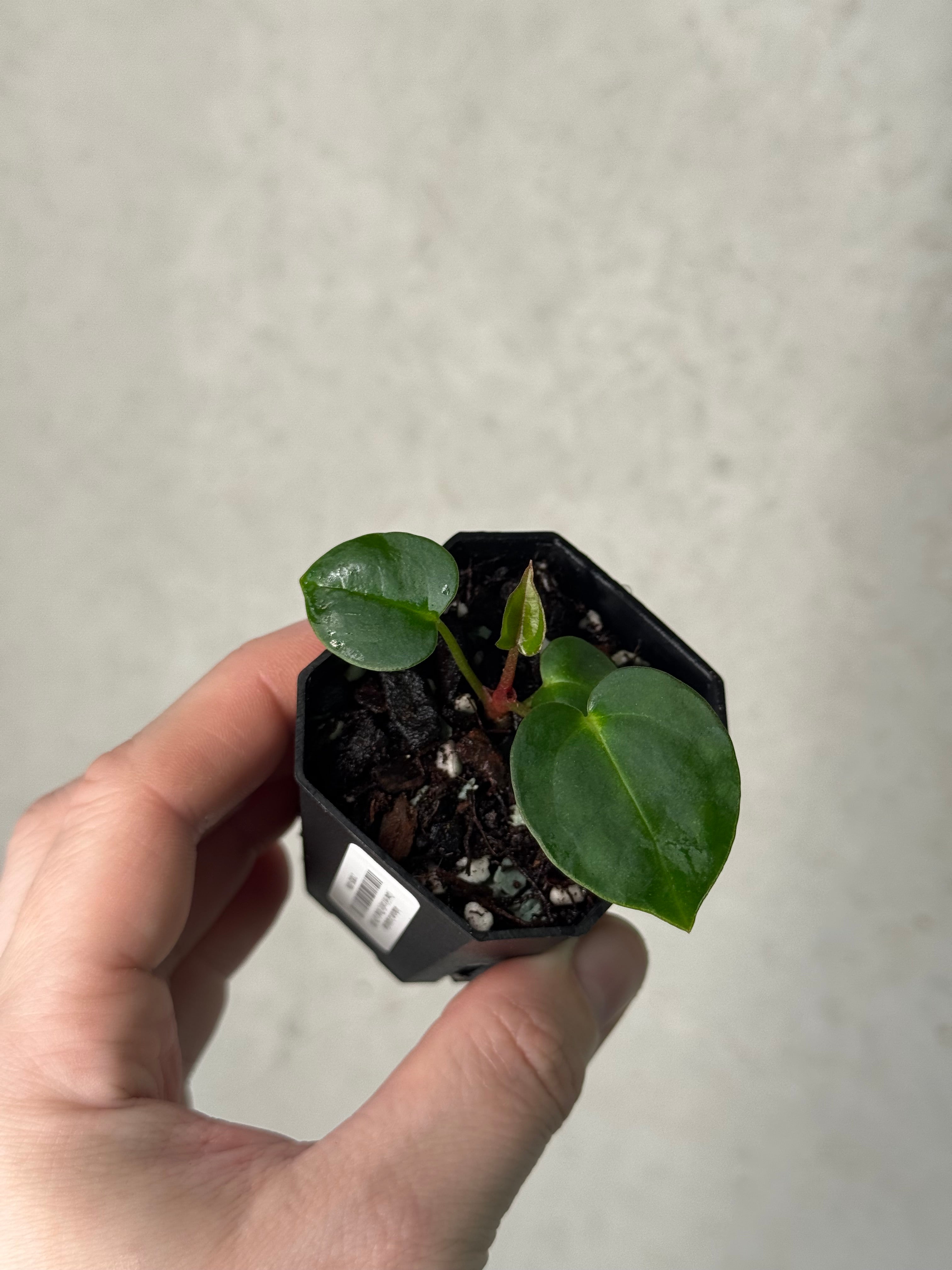 Anthurium Carlablackiae (David Fell x self) x ('Round' x GPH-001)