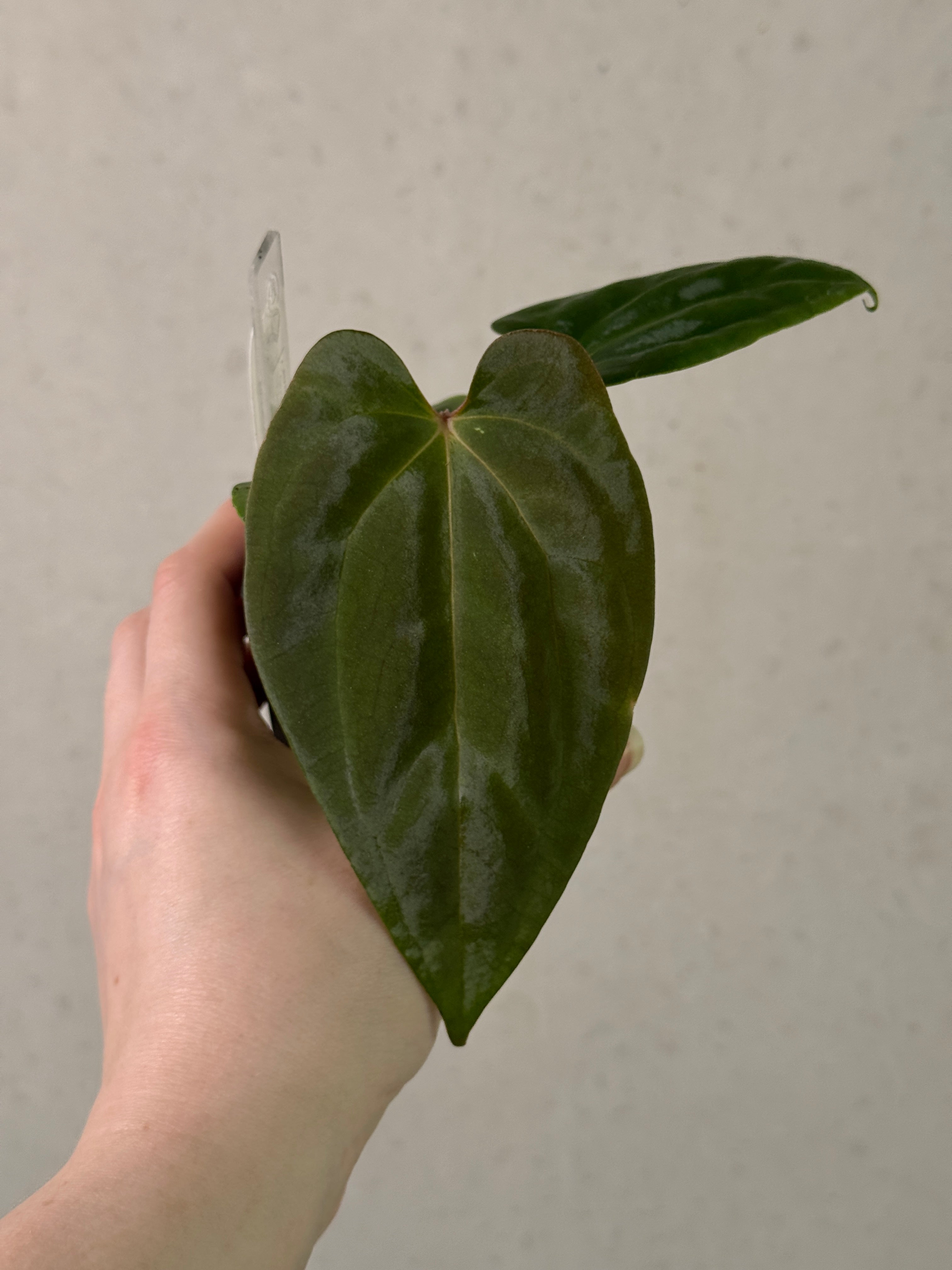 Anthurium Singapore Trilobe x Carlablackiae ‘JPG.1’