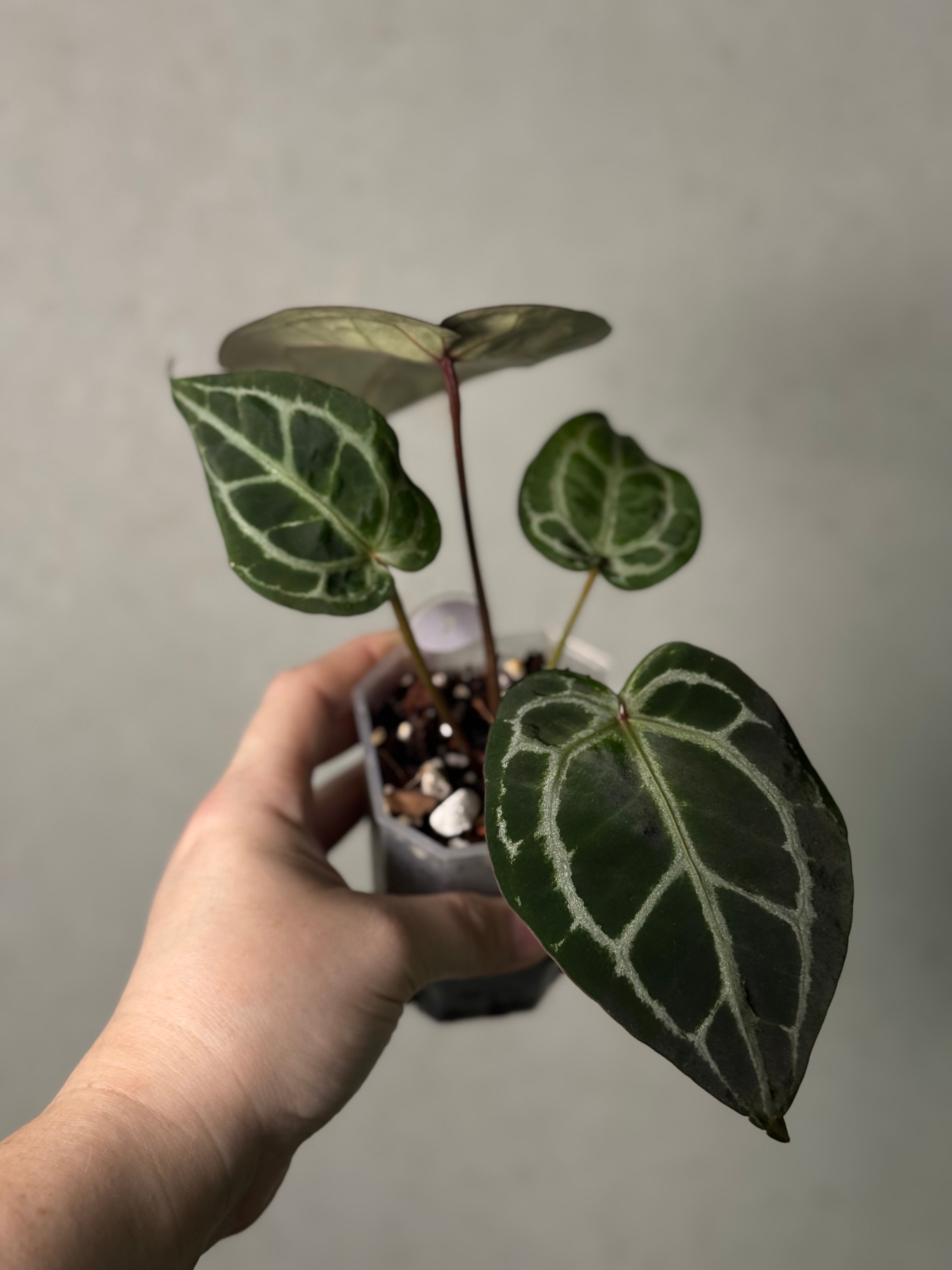 Anthurium DocBlock Michelle