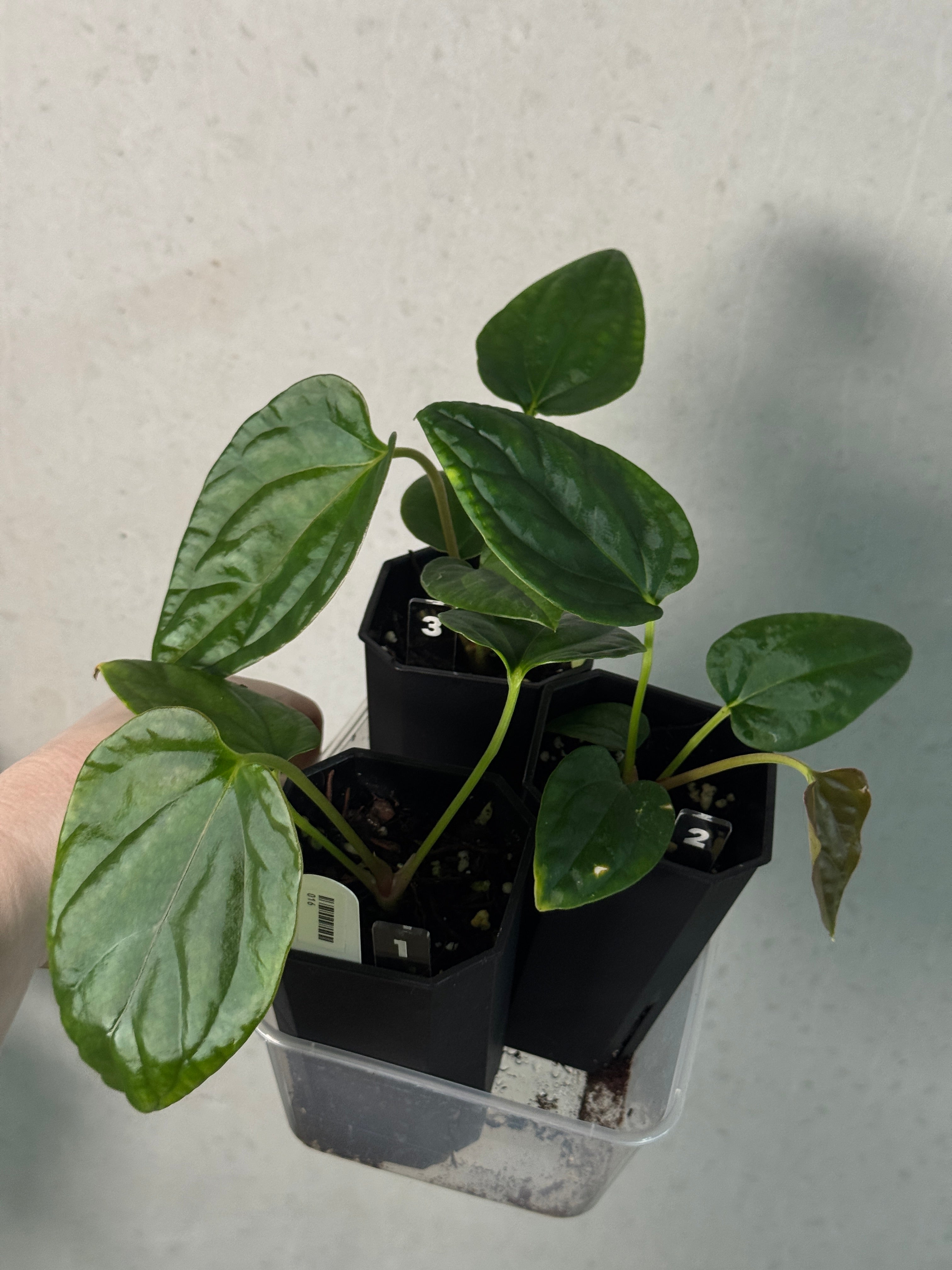 Anthurium Mr. Worldwide x Debile