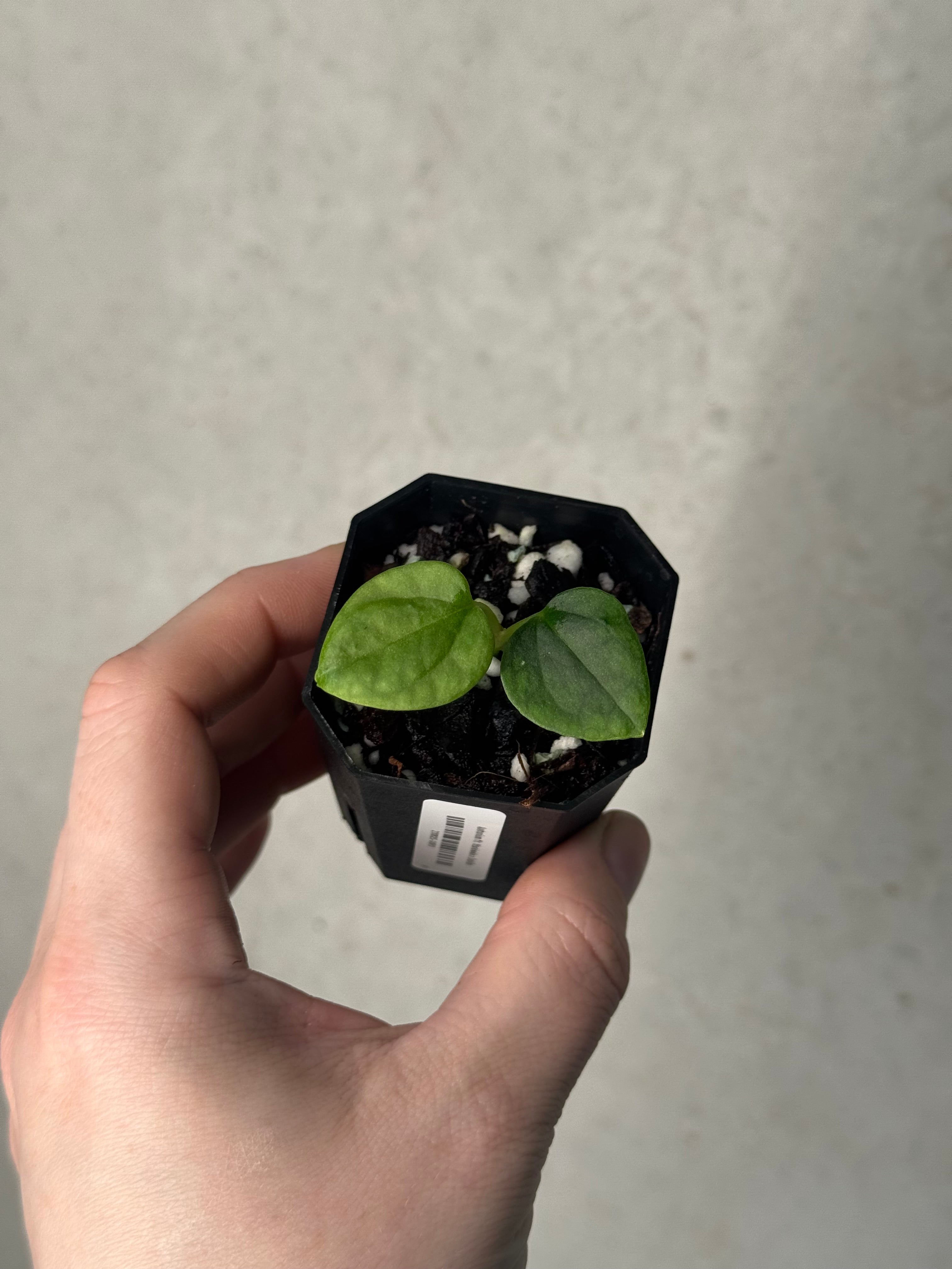 Anthurium Mr. Worldwide x Debilis