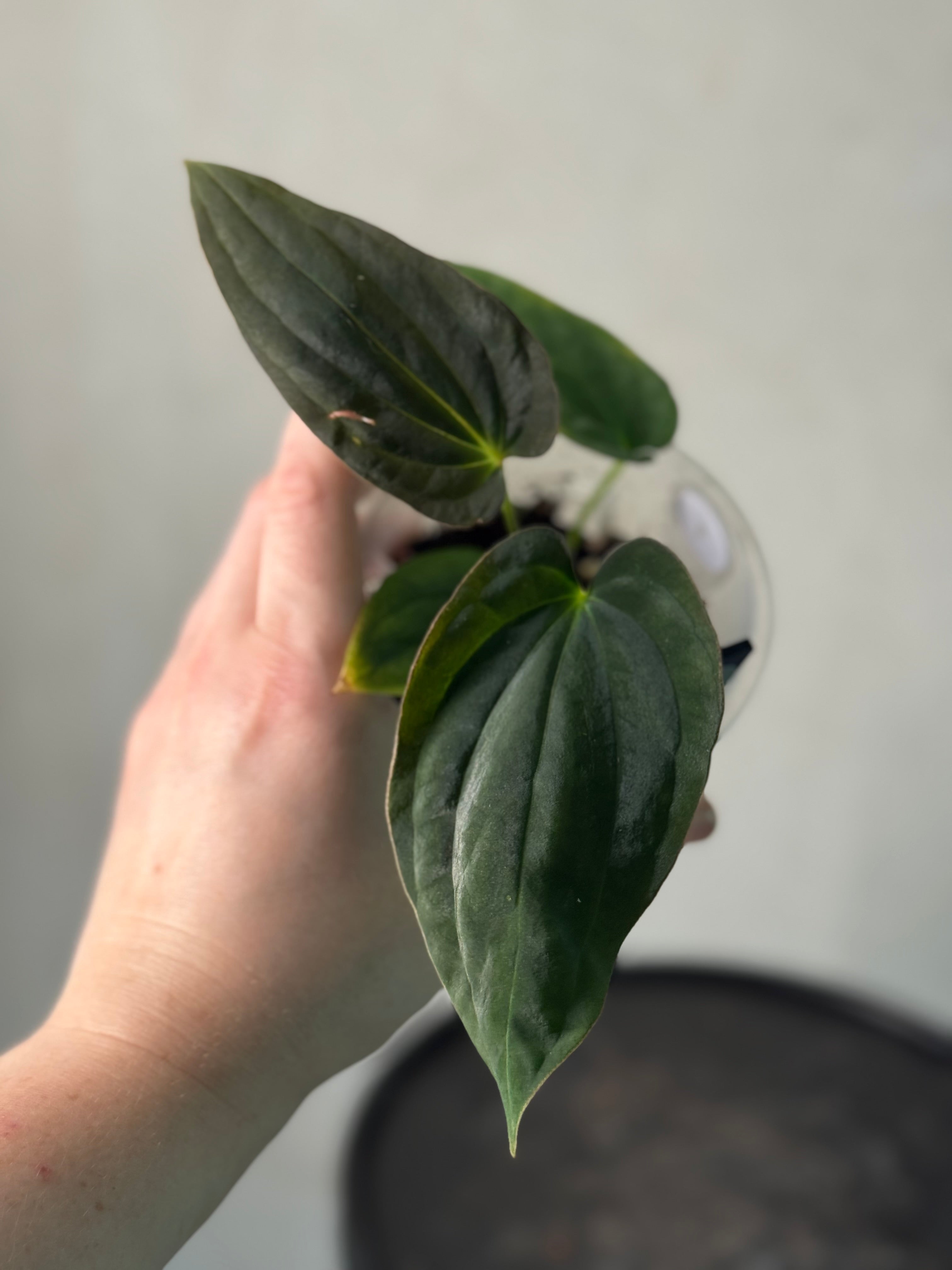 Anthurium Antolakii (BVEP) ‘Round’ x RA1 F2