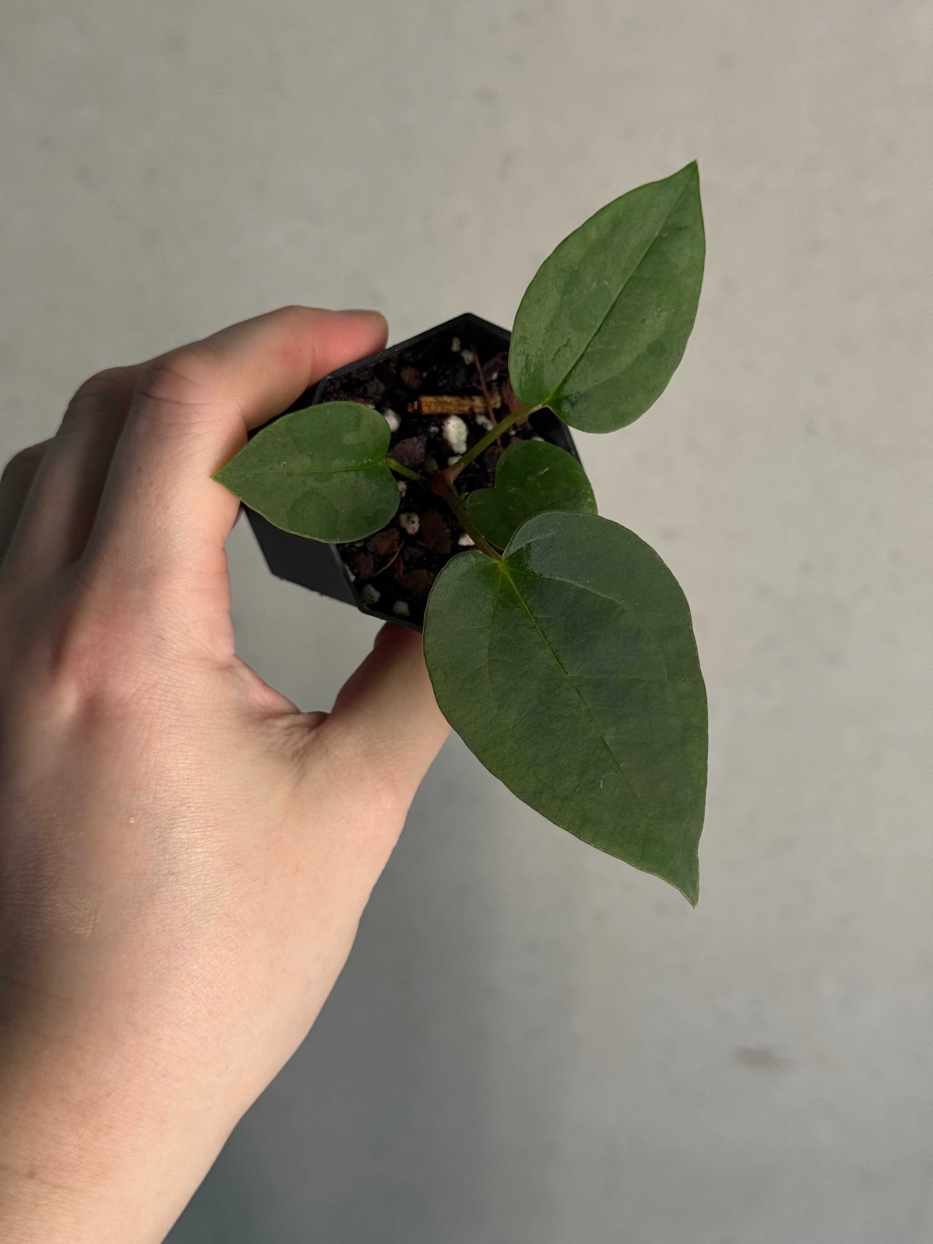 Anthurium (Goliath x Dark Phoenix) x Michelle