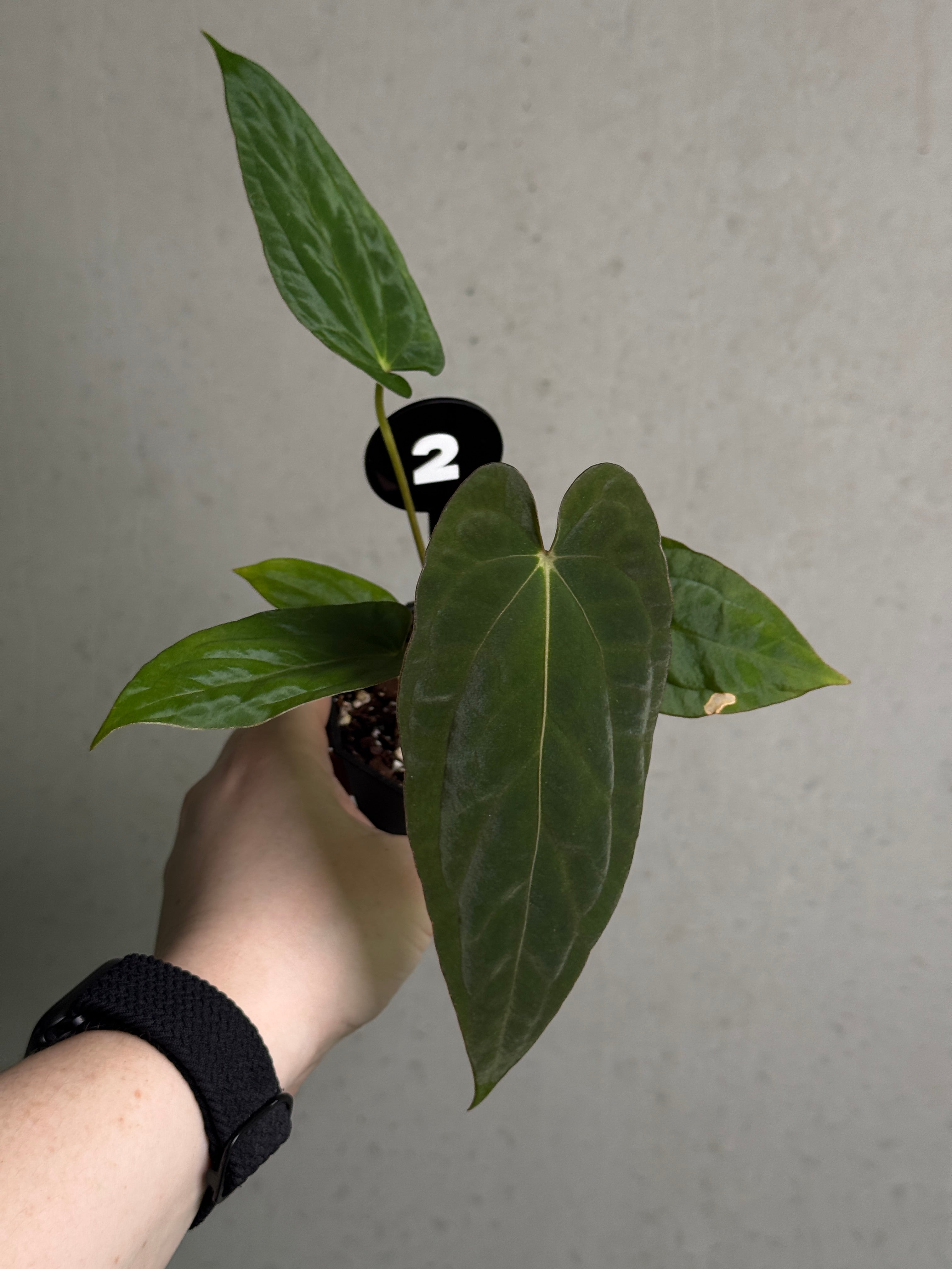 Crystallinaminum Anthurium 'Widowmaker' plant with glossy green leaves and vibrant spathes, showcasing its lush foliage and unique flower structure.