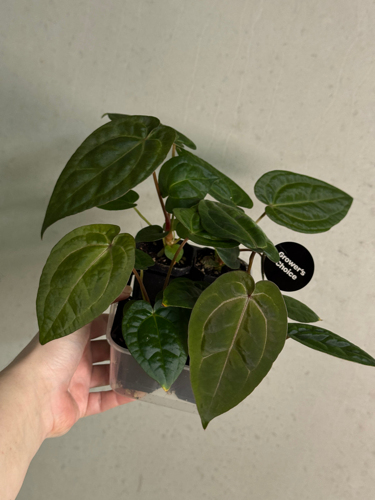Anthurium Michelle x (?)