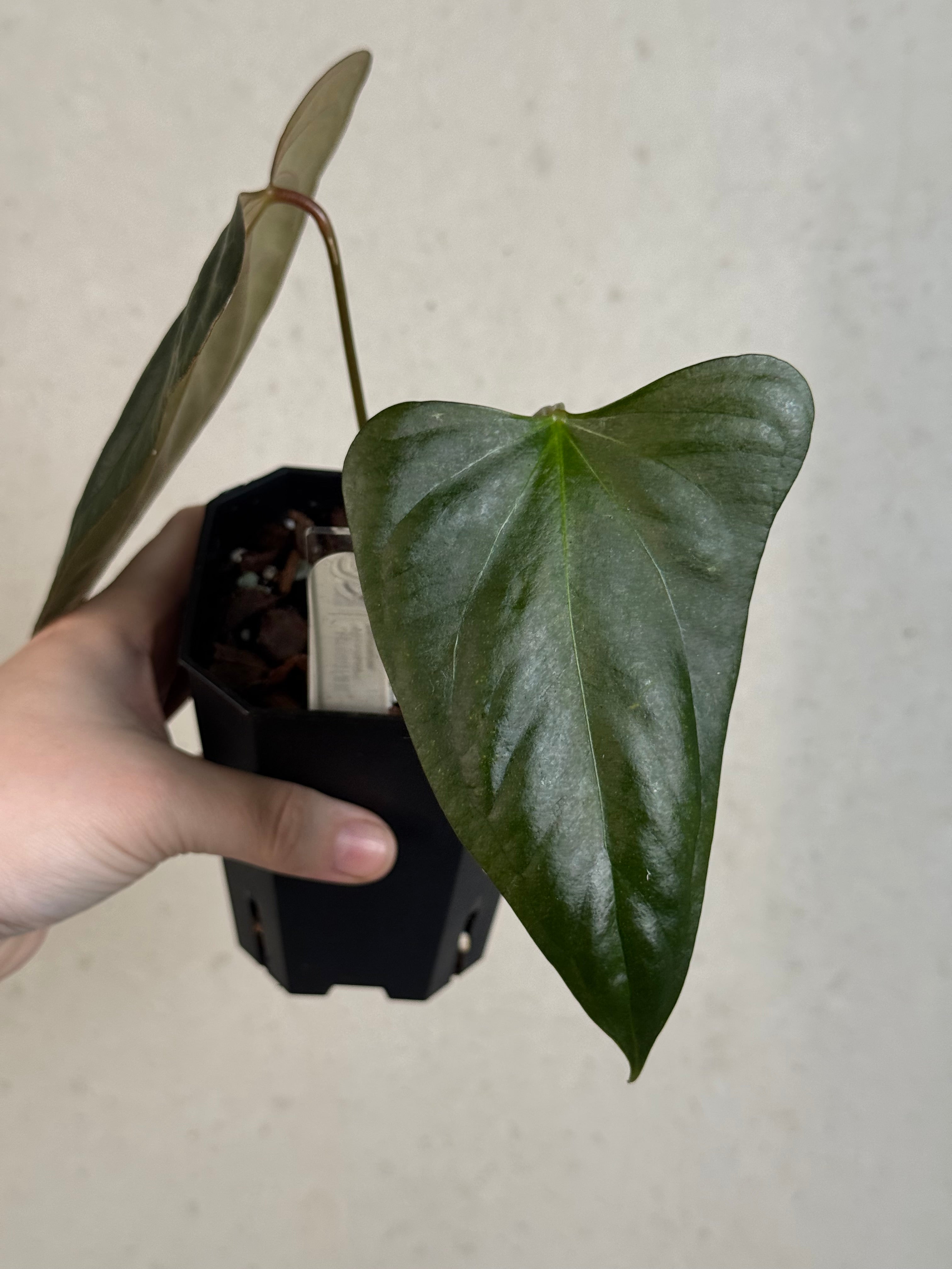 Anthurium Indo Portillae - Clone