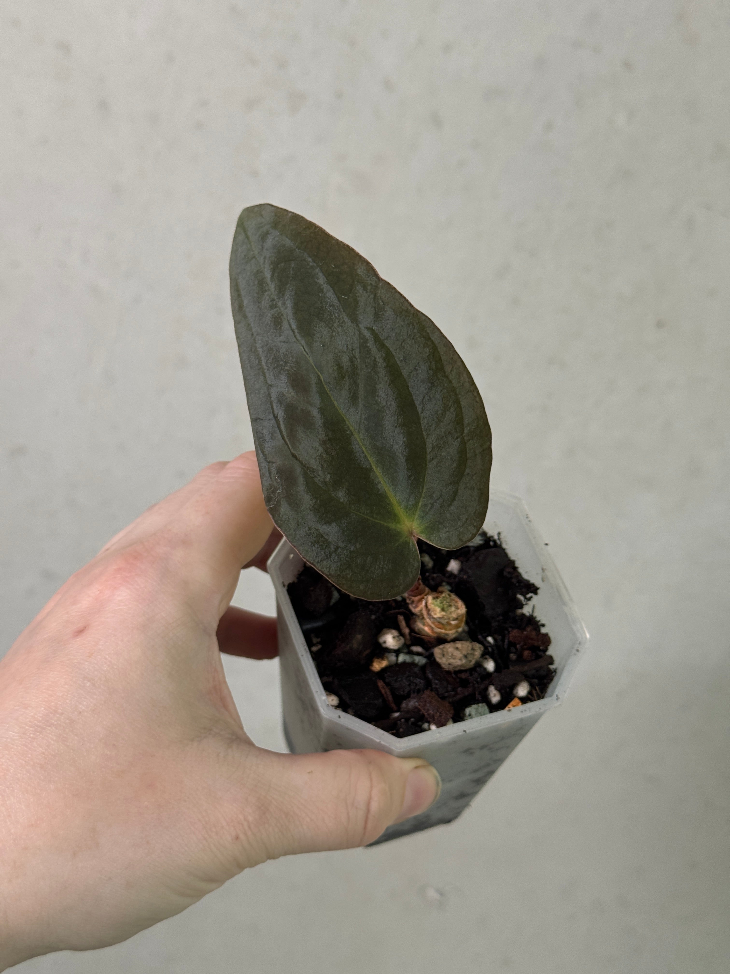 Anthurium BVEP 'Blackened Tuna' x RA1 clone plant with dark, glossy leaves and vibrant spathes, grown by Justin Jones.