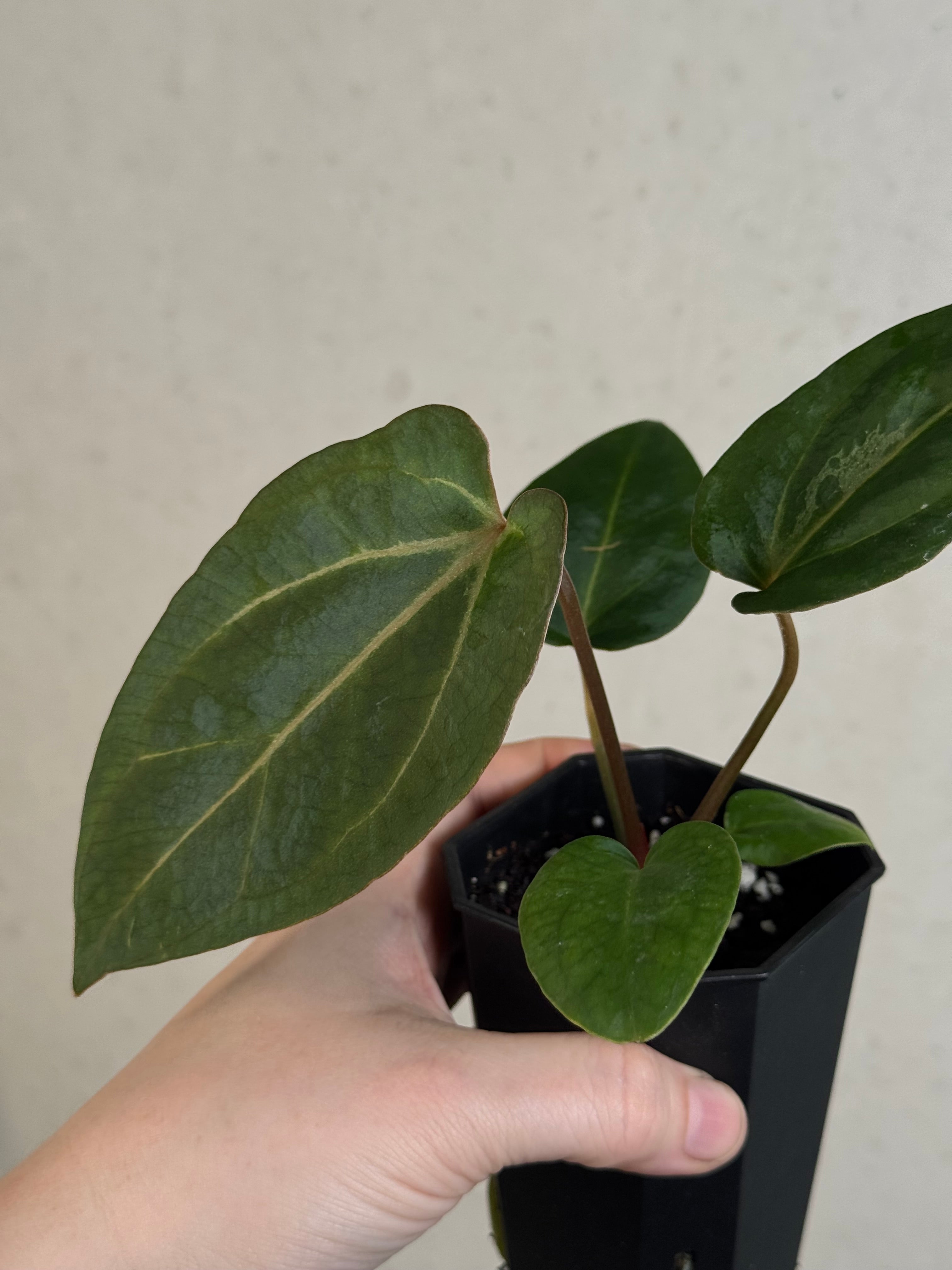 Anthurium Carlablackiae RA10 S1 x Dressleri ‘Obsidian’