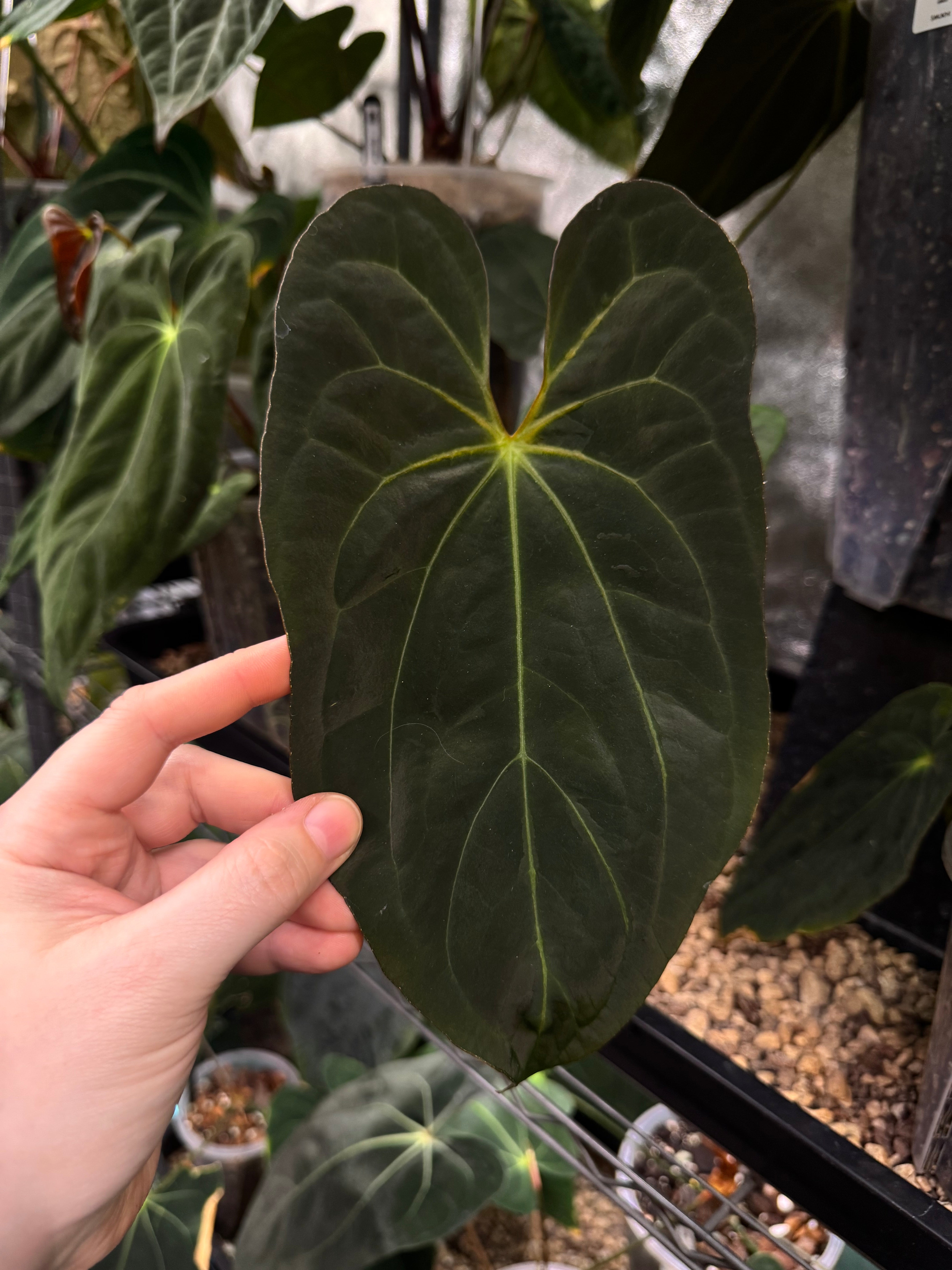 NFS: Anthurium Papillilaminum XOne