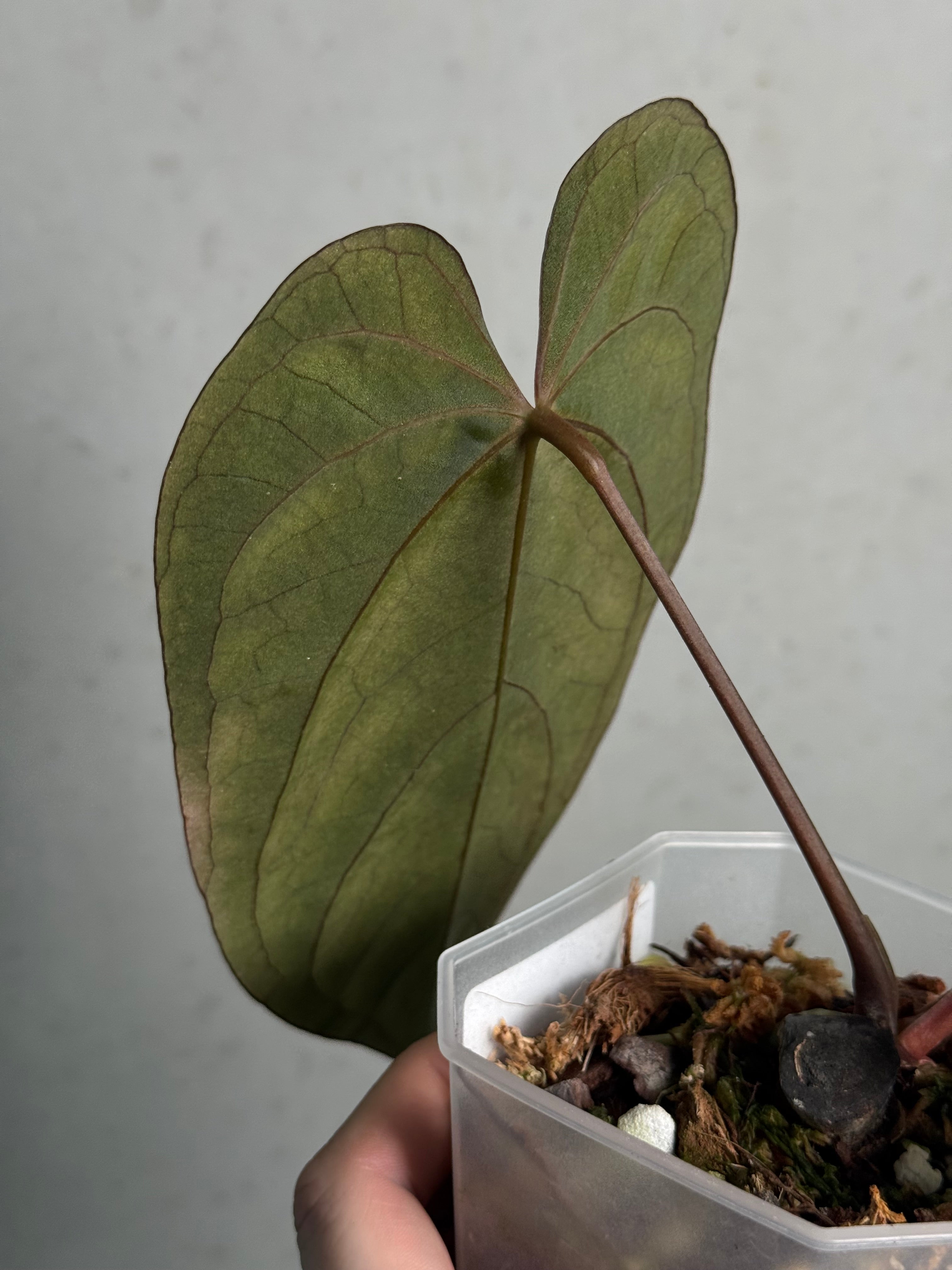 Anthurium Ace of Spades Dark Form x Papillilaminum 'Incurved lobes'