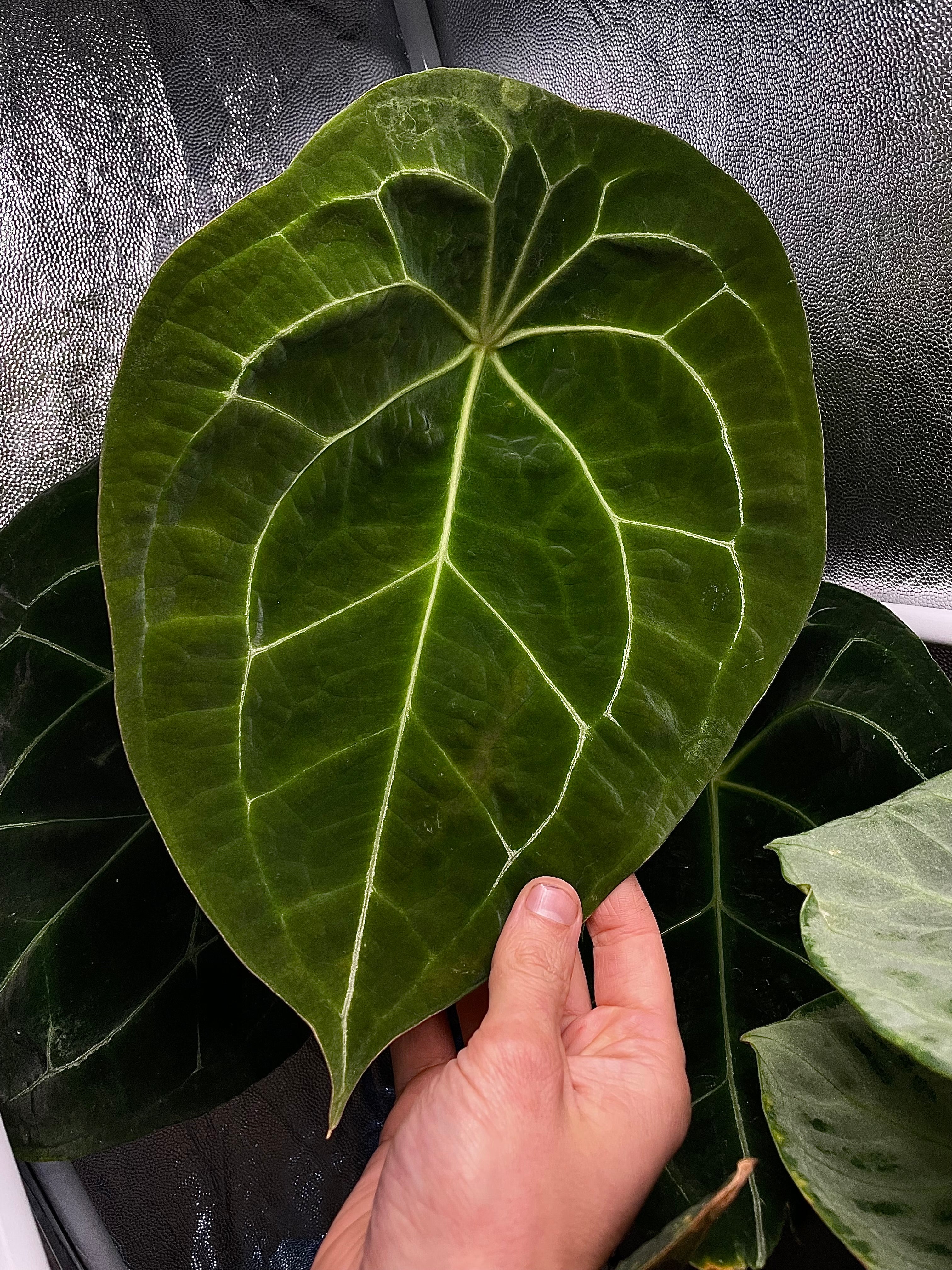 Anthurium Michelle x Forgetii