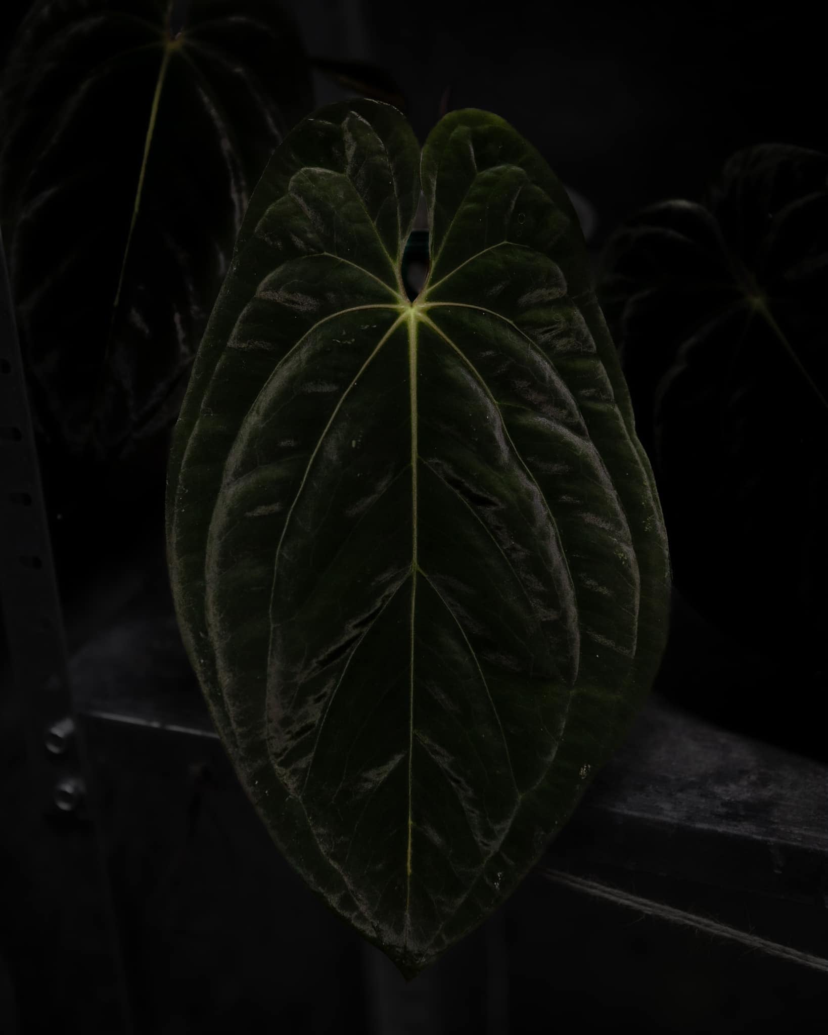 Anthurium Dark Phoenix S1 x BVEP (Round x RA1)