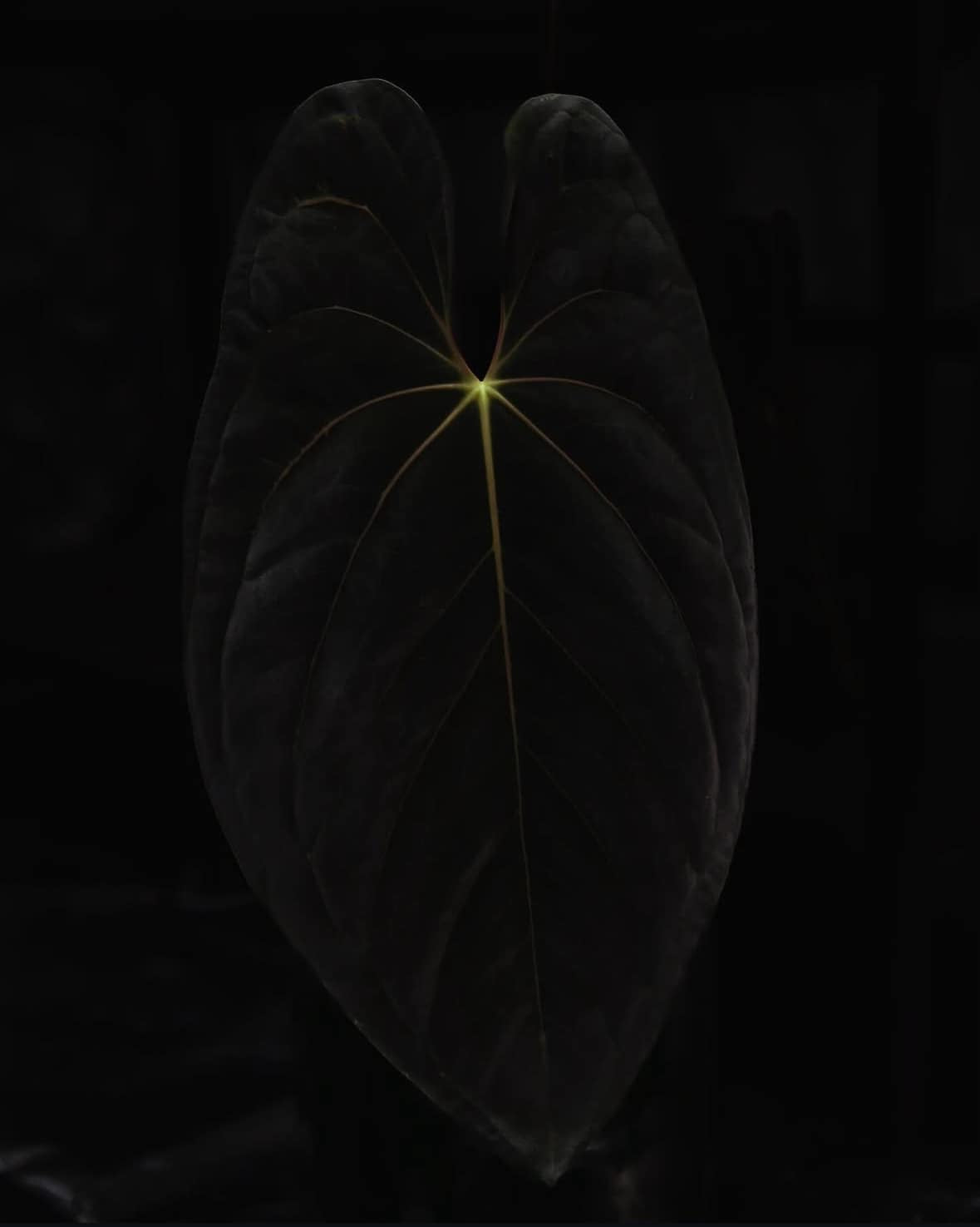 Anthurium Dark Phoenix S1 x BVEP (Round x RA1)