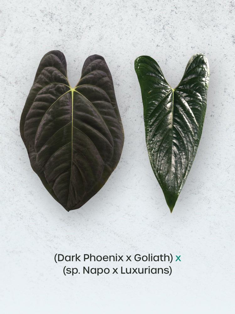 Anthurium (Dark Phoenix x Goliath) x (sp. Napo x Luxurians) - Rare