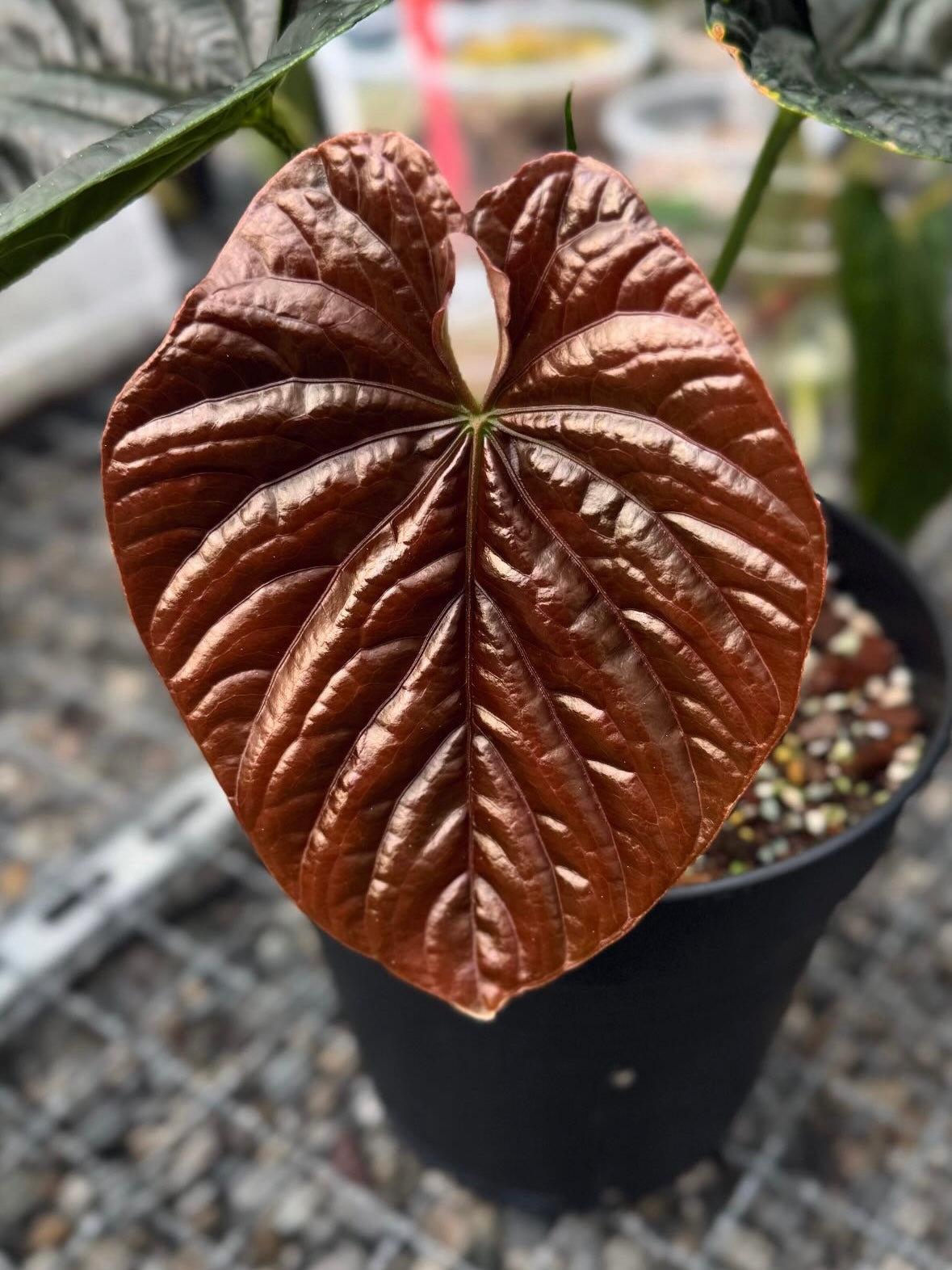 Variegated Stingray Anthurium RLxFS x Debile plant with lush green and variegated leaves, shown in a close-up image.
