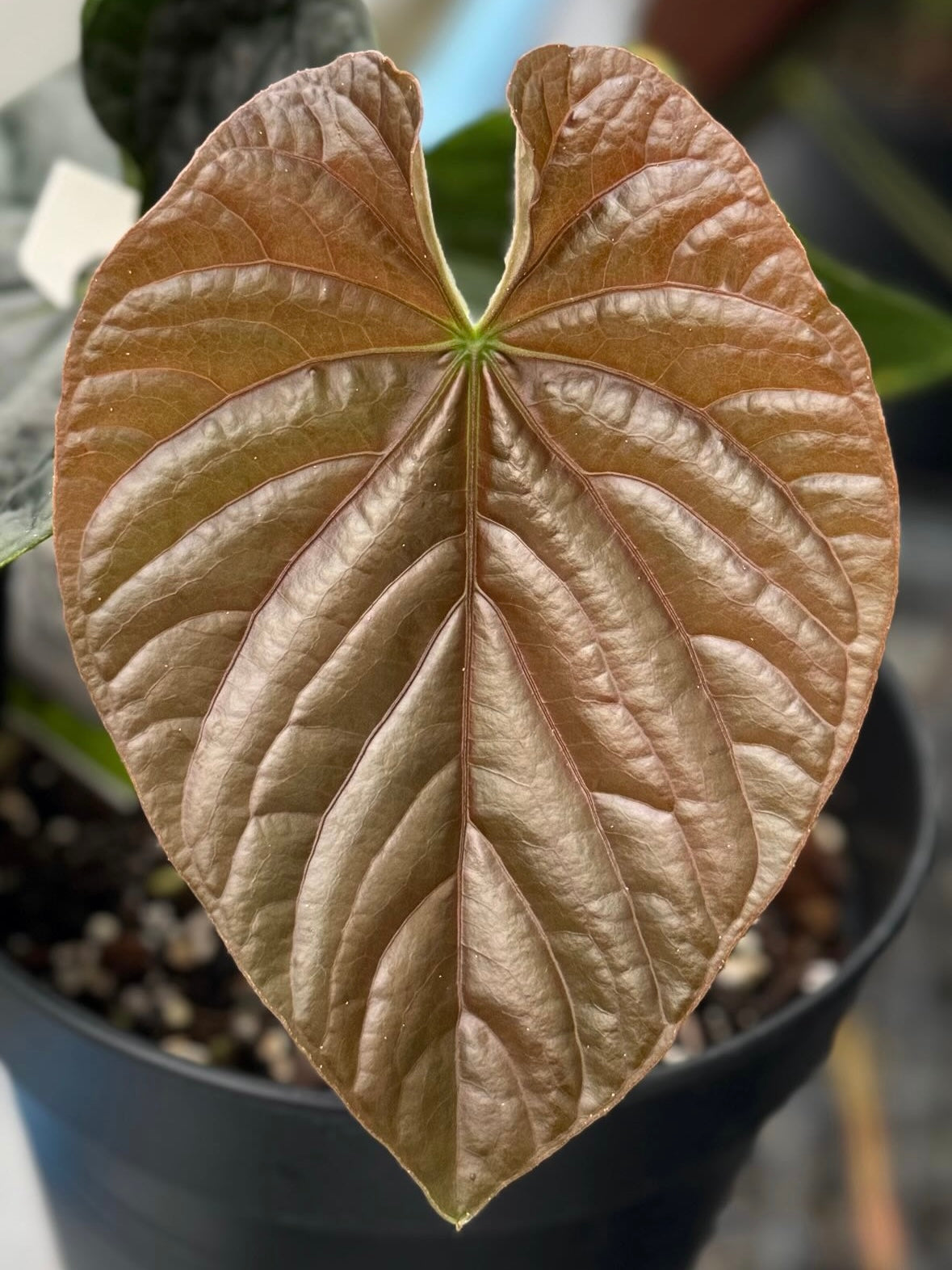 Variegated Stingray Anthurium RLxFS x Debile plant with lush green and variegated leaves, shown in Debile-03.jpg.