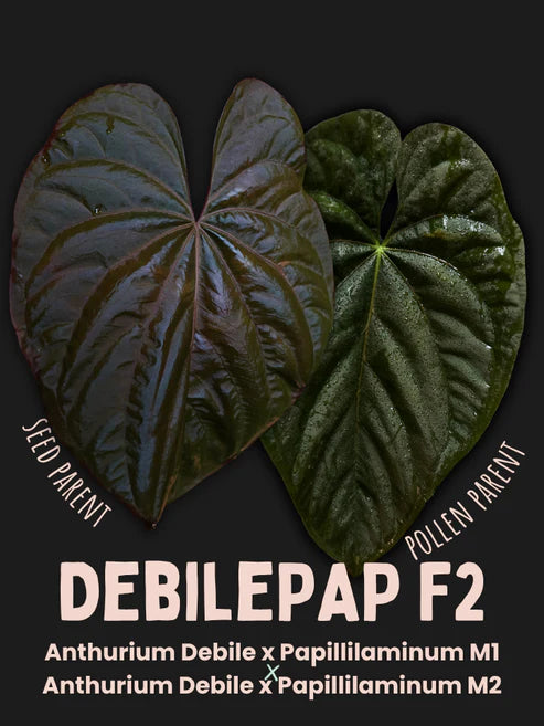 Anthurium (Debile x Papillilaminum) F2 - SMUKHI