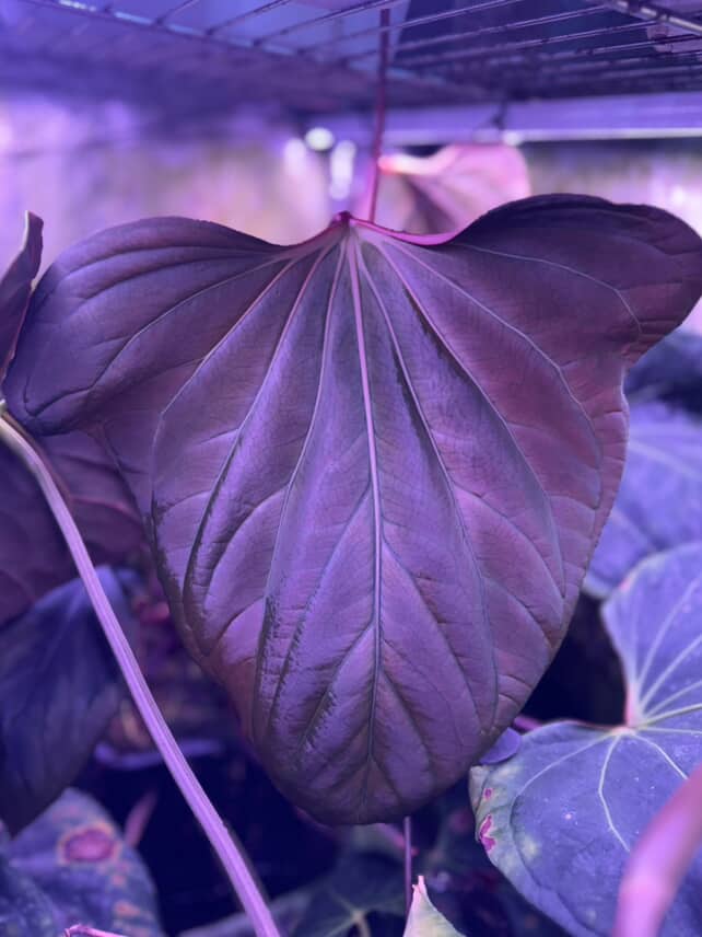 Anthurium Portillae 'Dorito' S1 x (Dressleri F2 x Carlablackiae 'Amanda')