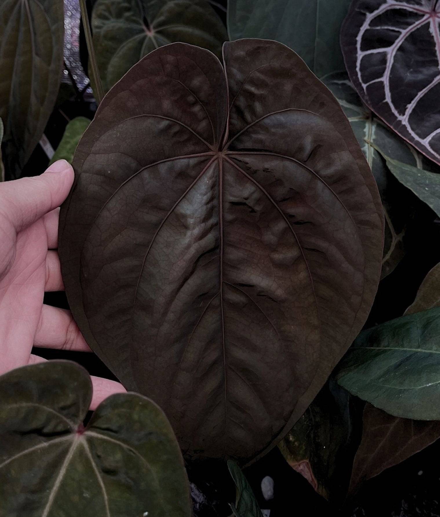 Anthurium Fort Sherman x Dressleri RG - SMUKHI