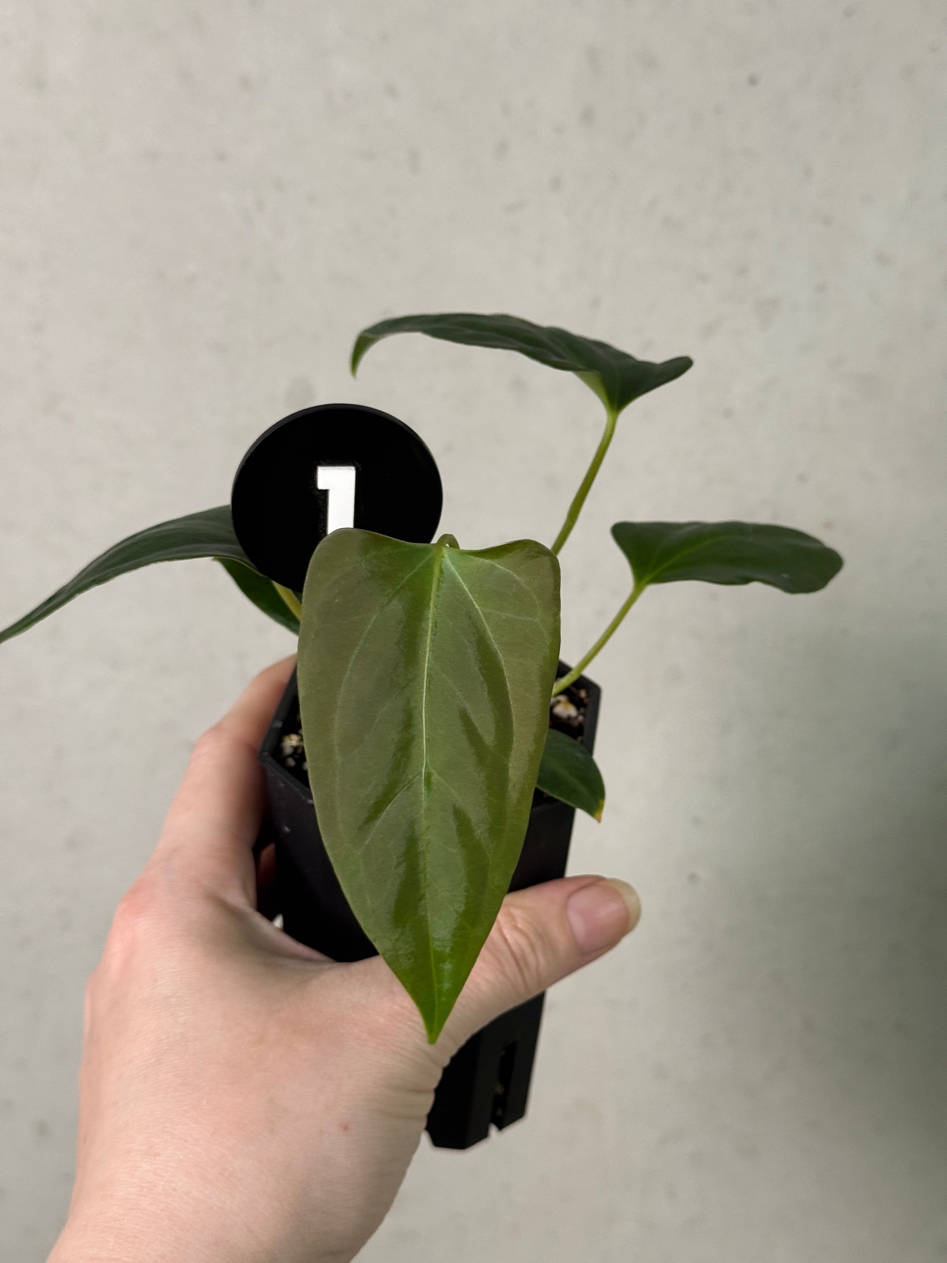 Anthurium (Papillilaminum 'Marie' x 'IL') x Indo Portillae or self