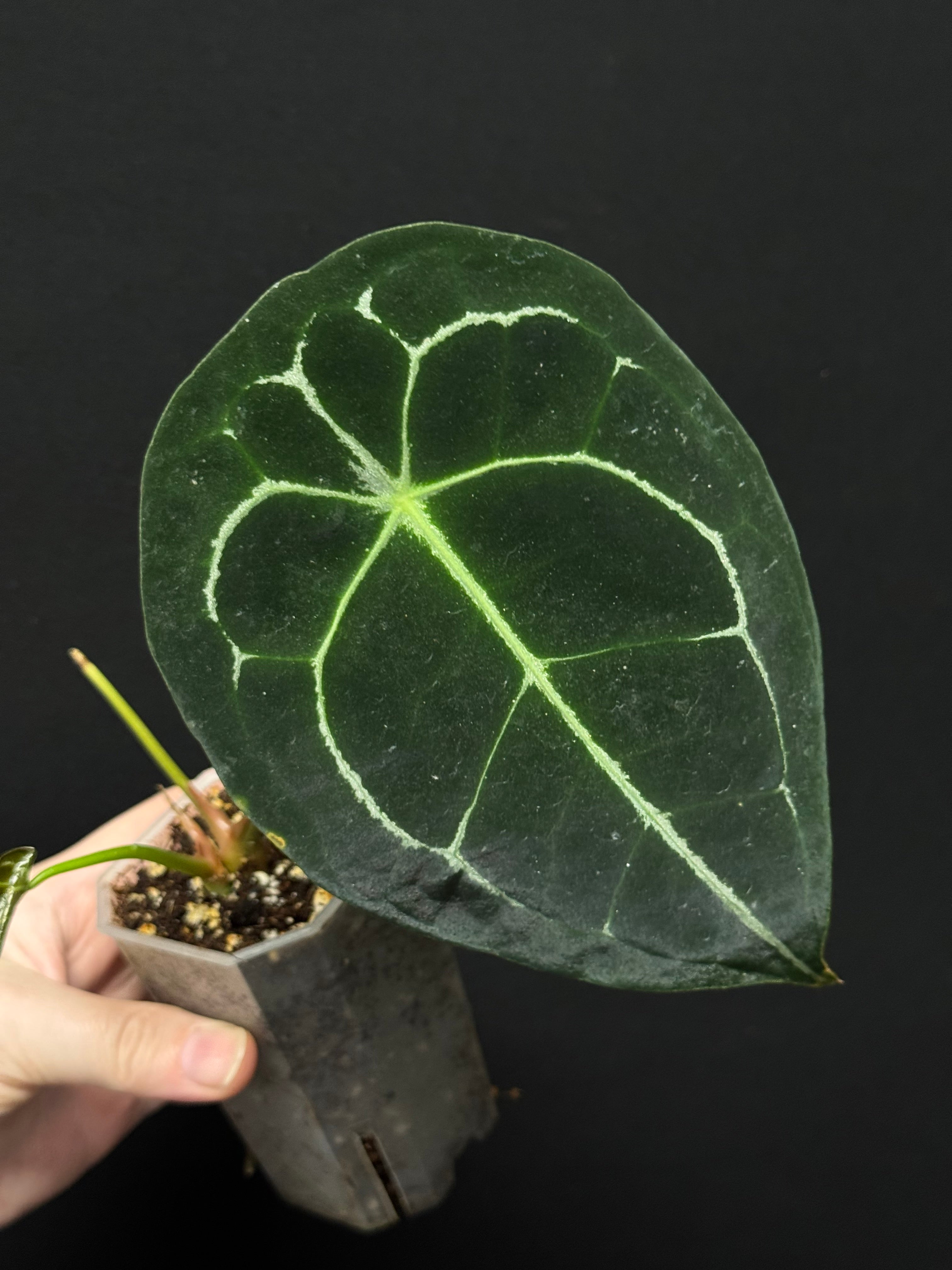 Anthurium Forgetii Silver/White Stripes