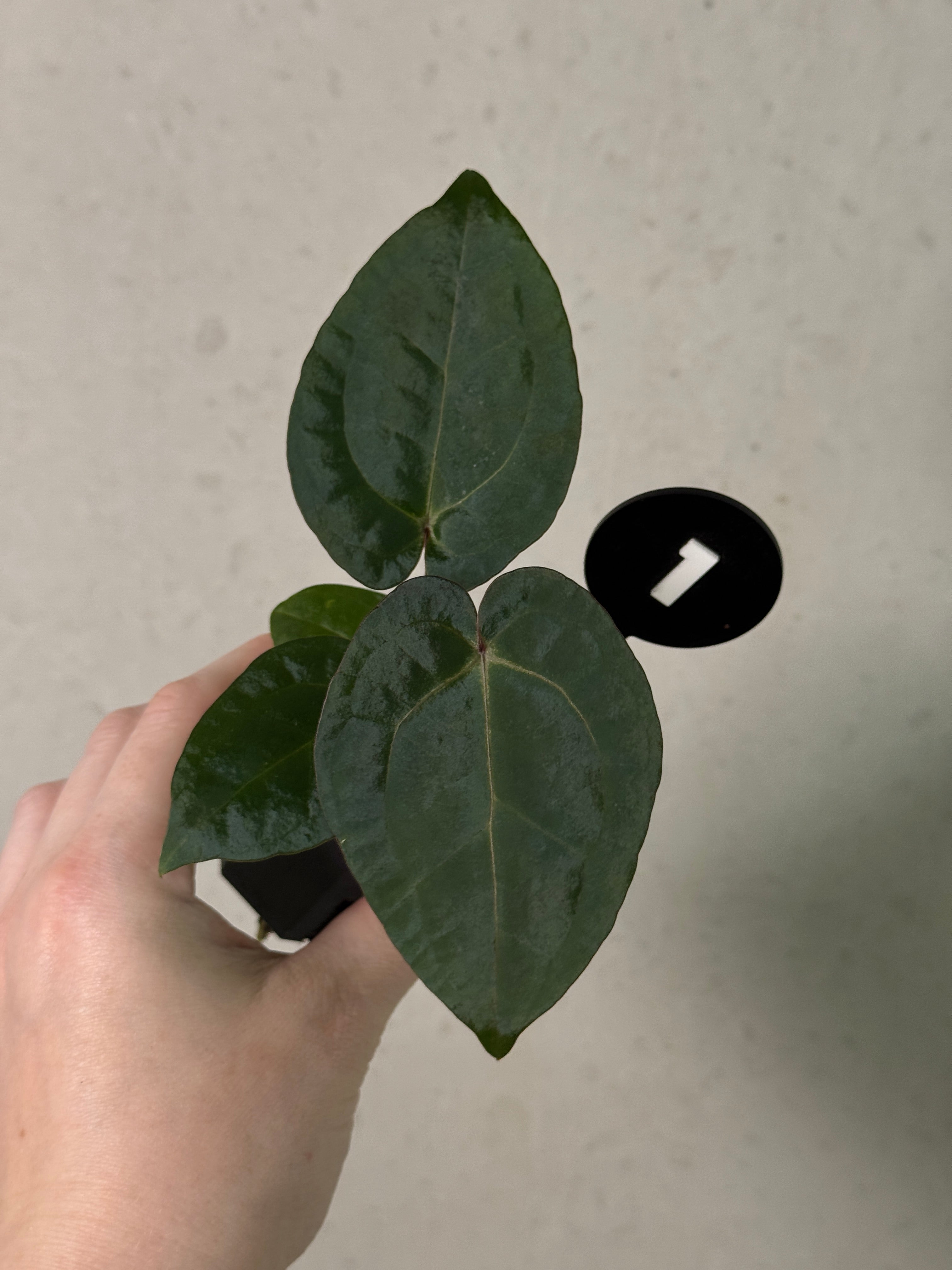 Anthurium Michelle x (?)