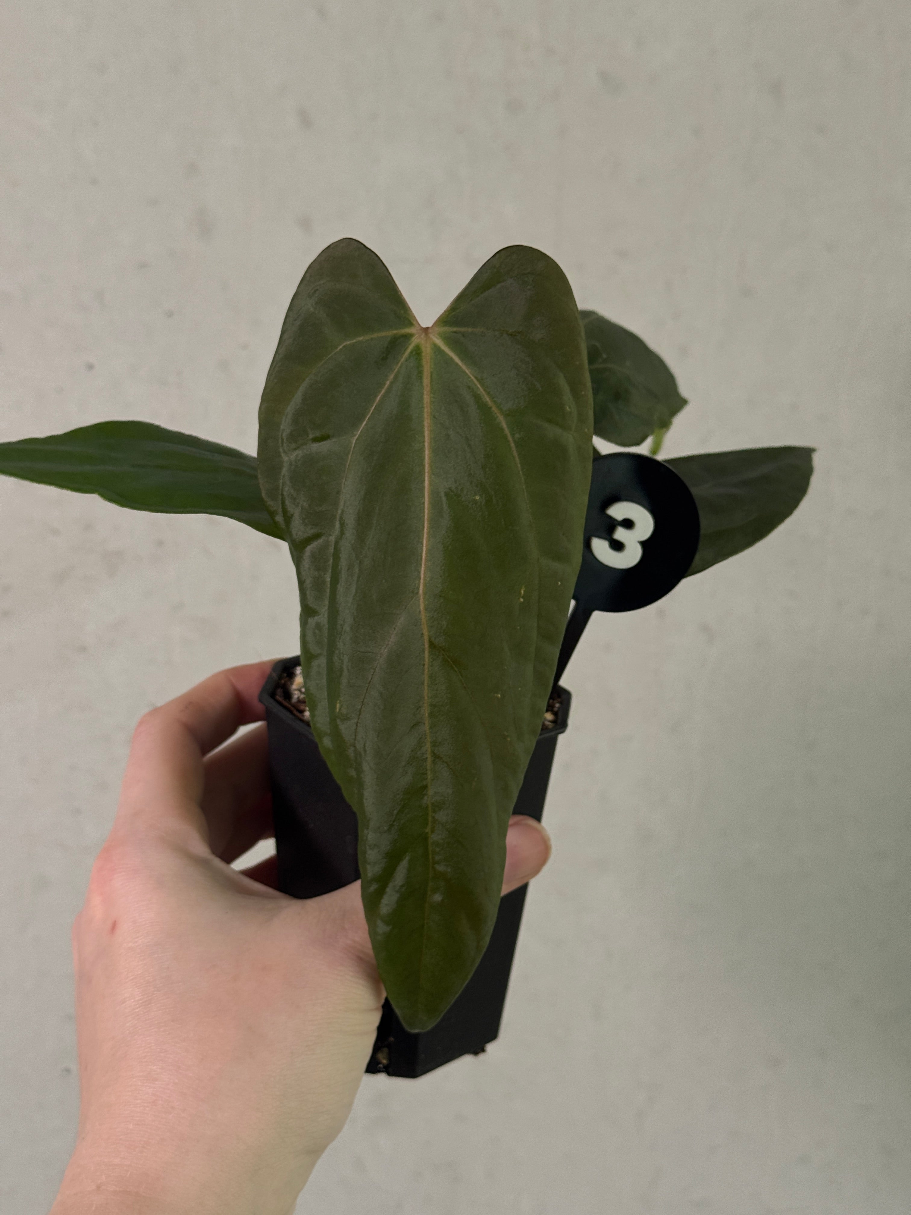 Anthurium Fort Sherman S1 x Ralph Lynam x Fort Sherman plant with lush green leaves and vibrant spathes, by SMUKHI.