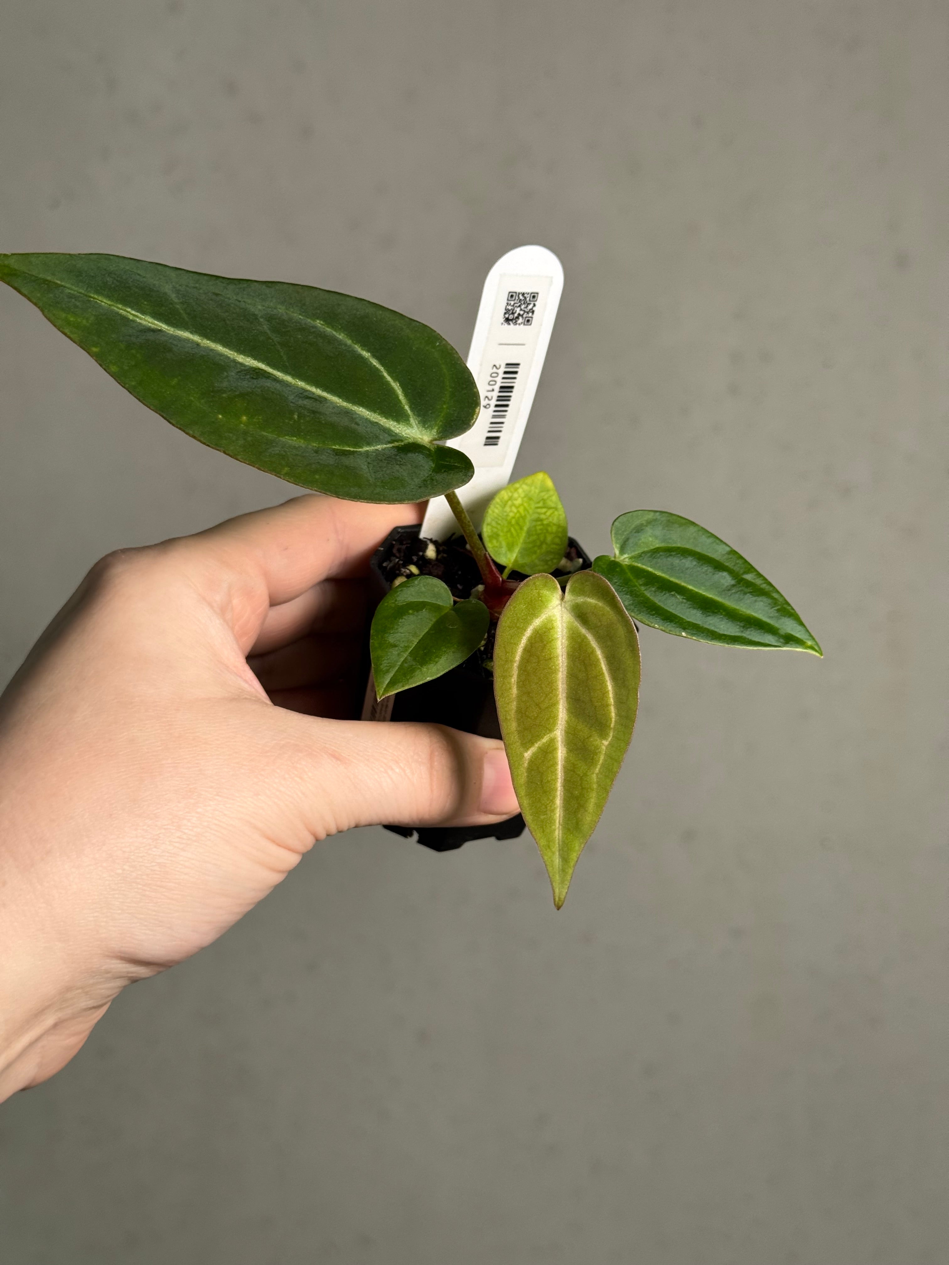 Anthurium (Carlablackiae WU1 x self) x (Black Widow x Red Velvet Cake) - SMUKHI