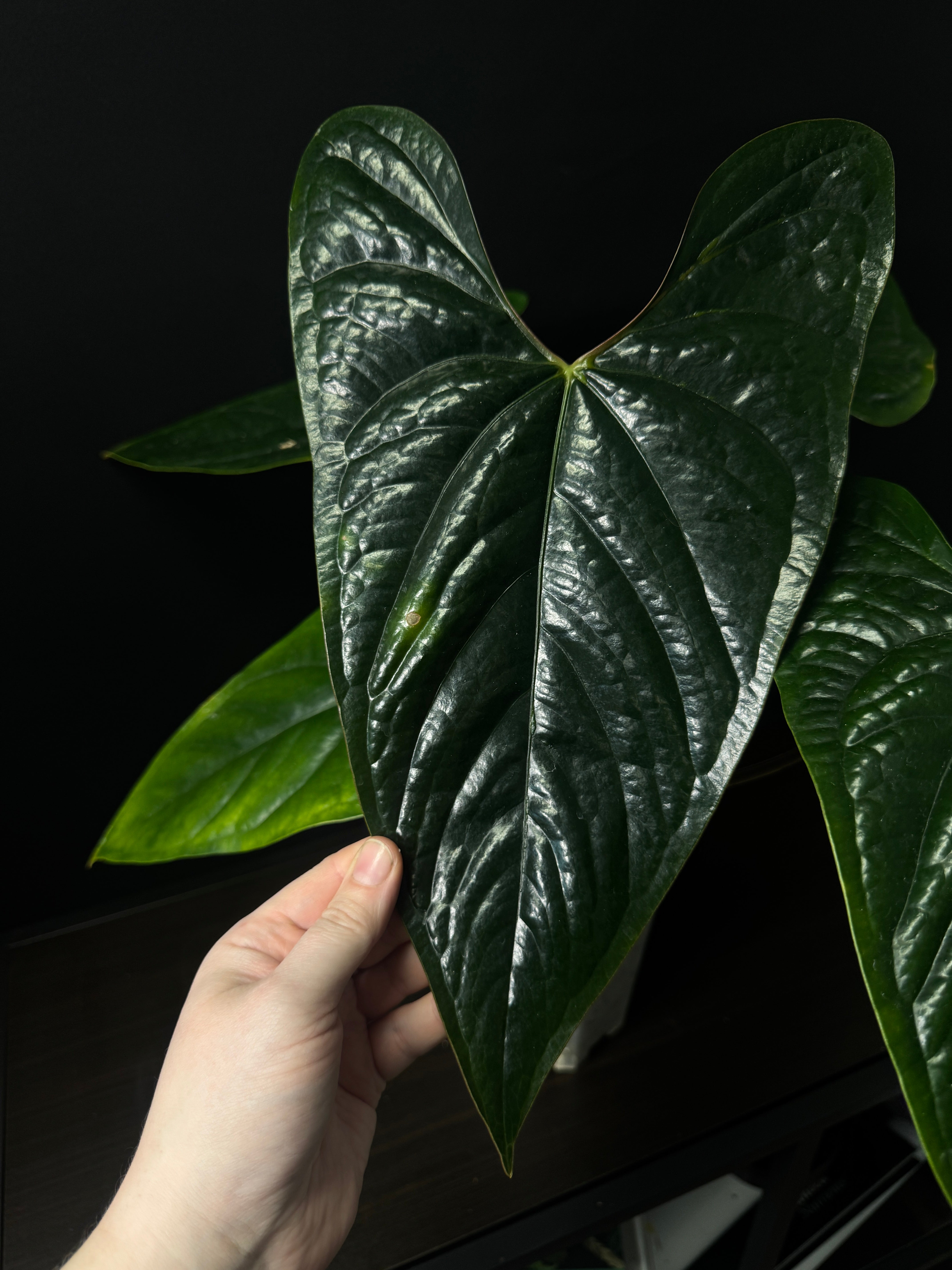 Anthurium Nigrolaminum ‘Gigi’ x Luxurians