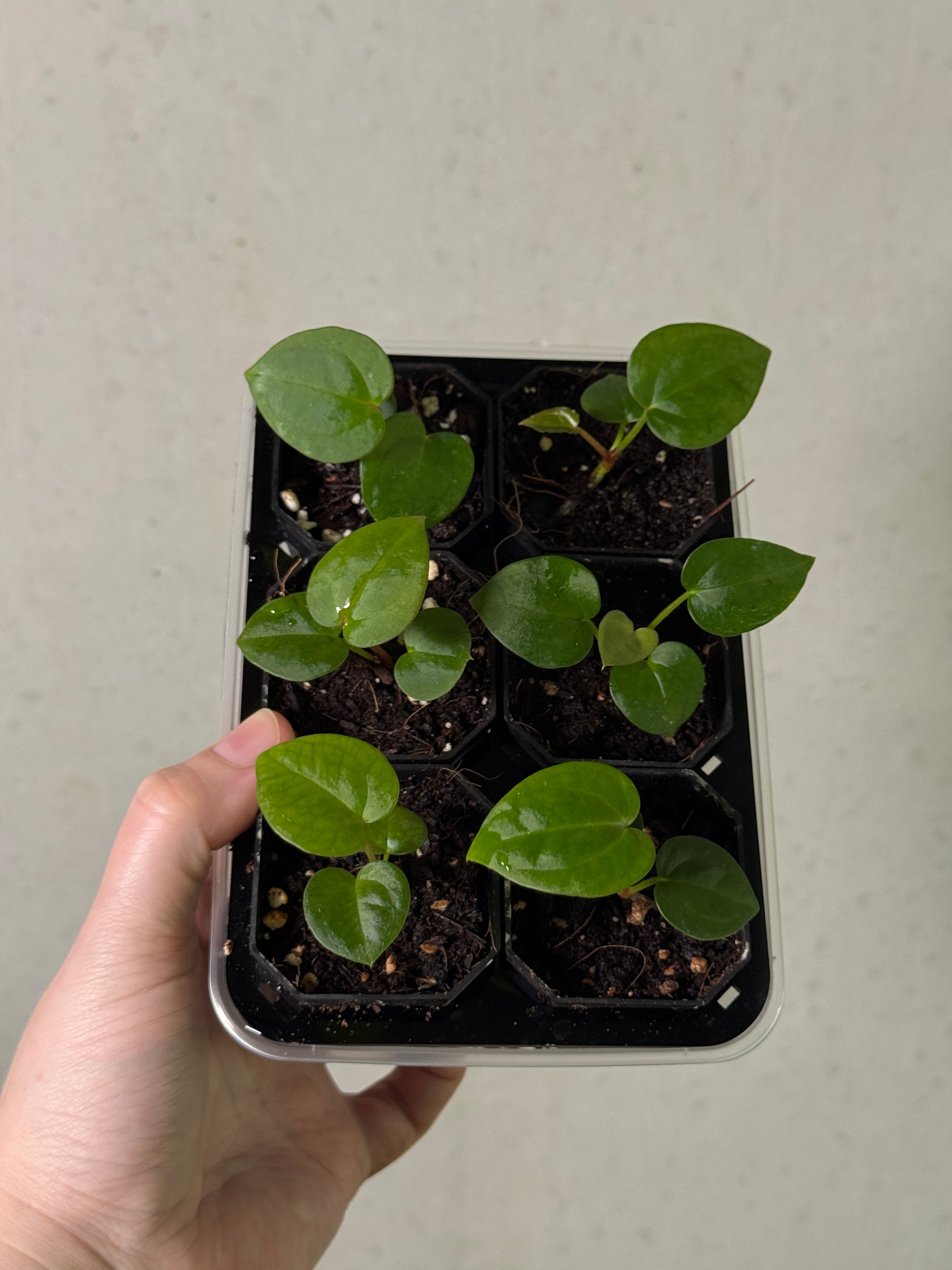 Anthurium Michelle x Red Vein Dark Phoenix