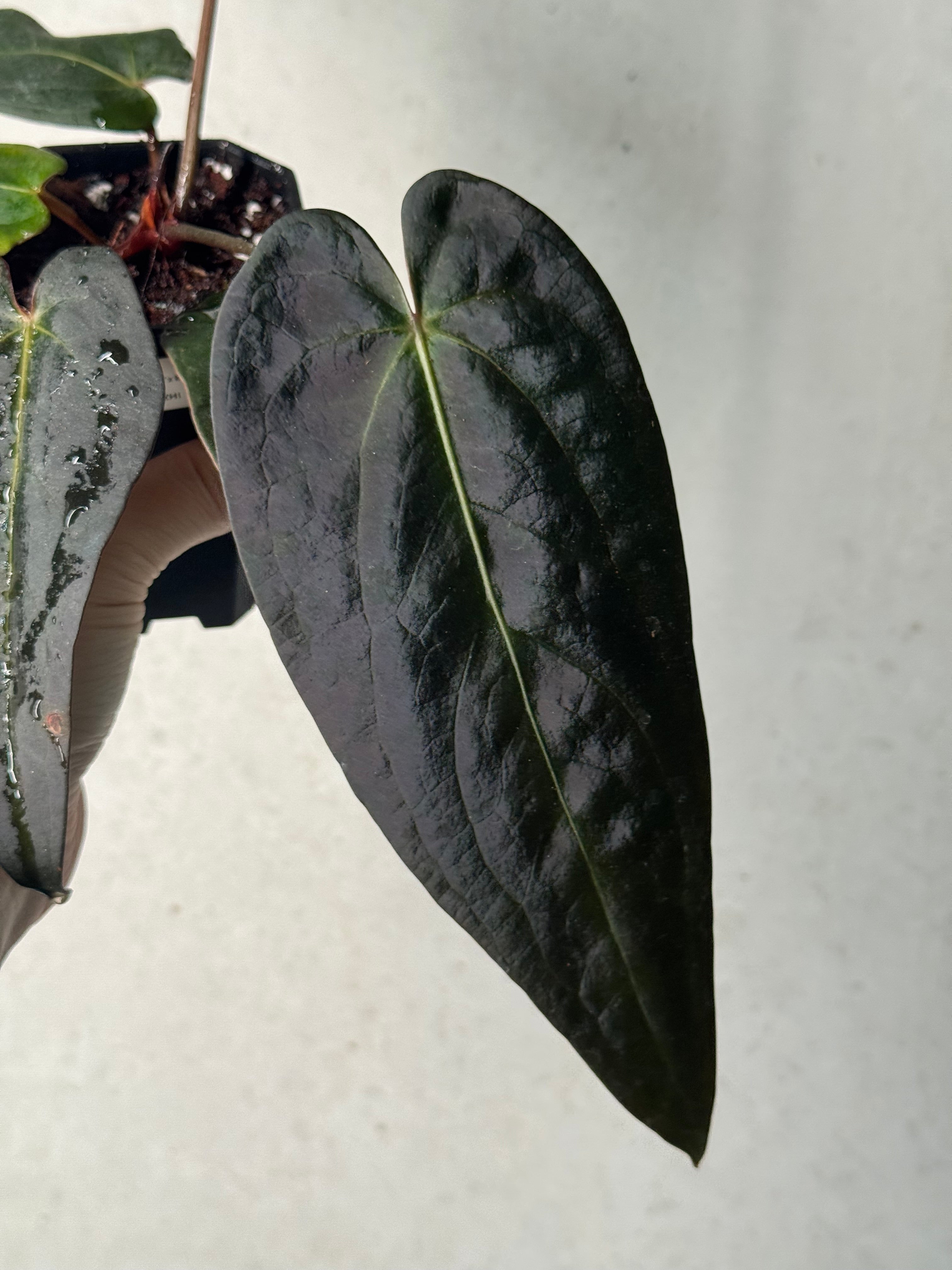 Anthurium DocBlock Dark & Handsome '9' x Red Velvet Cake '24'