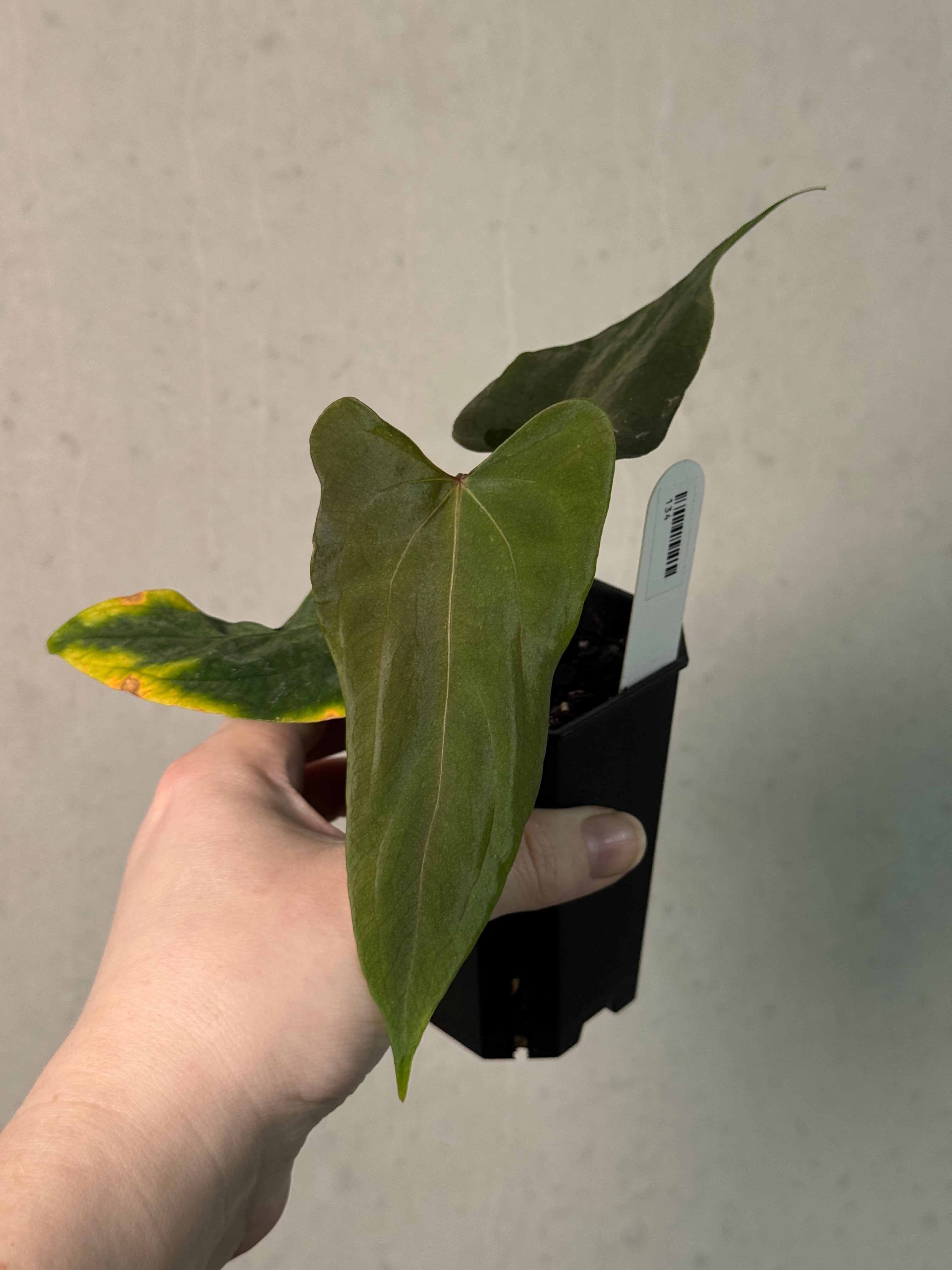 Anthurium RLxFS F2 - Clone - SMUKHI