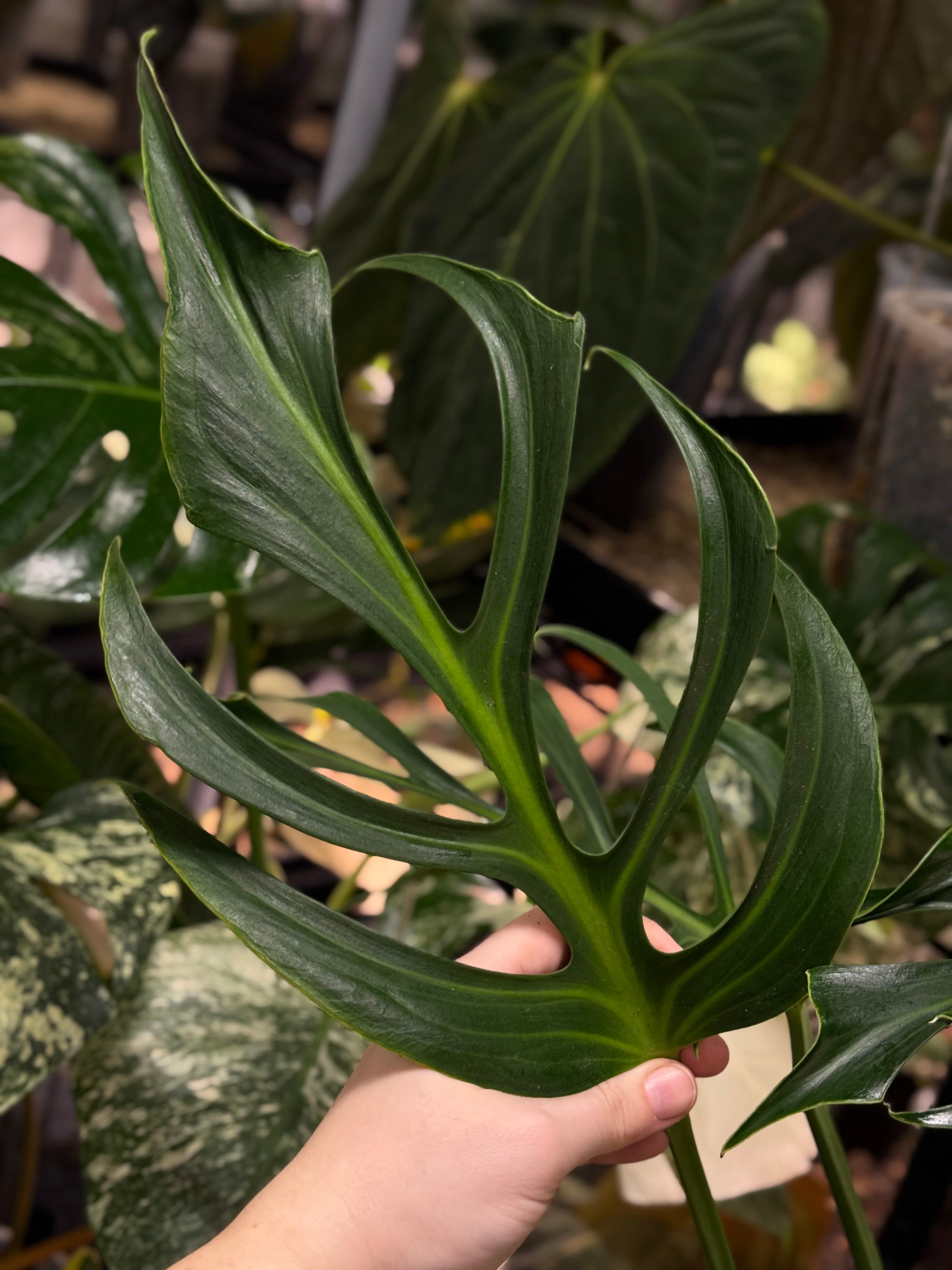 Monstera Burle Marx Flame - Clone