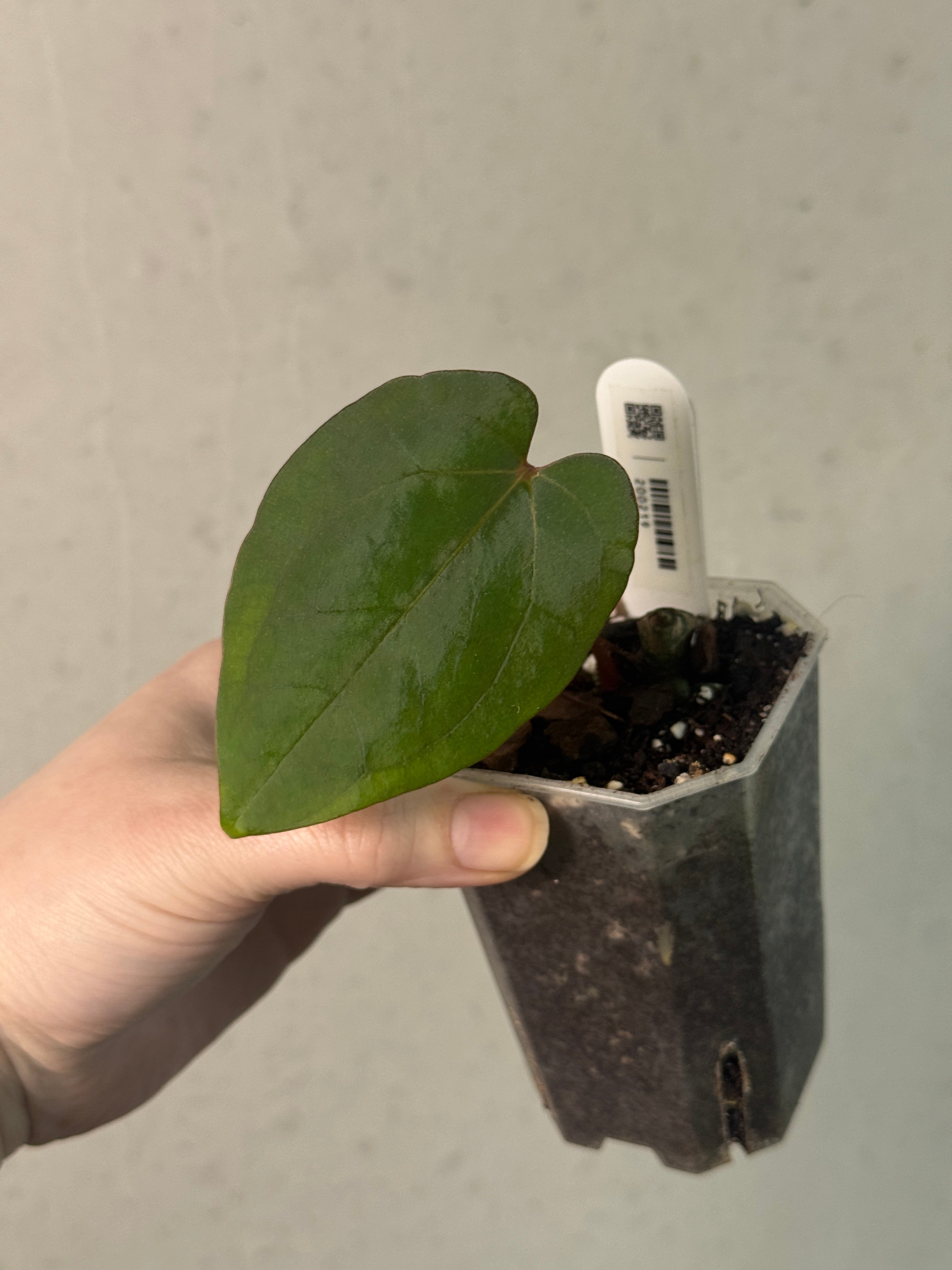 Anthurium Ace of Spades Dark Form x Papillilaminum 'Marie' - Clone - SMUKHI