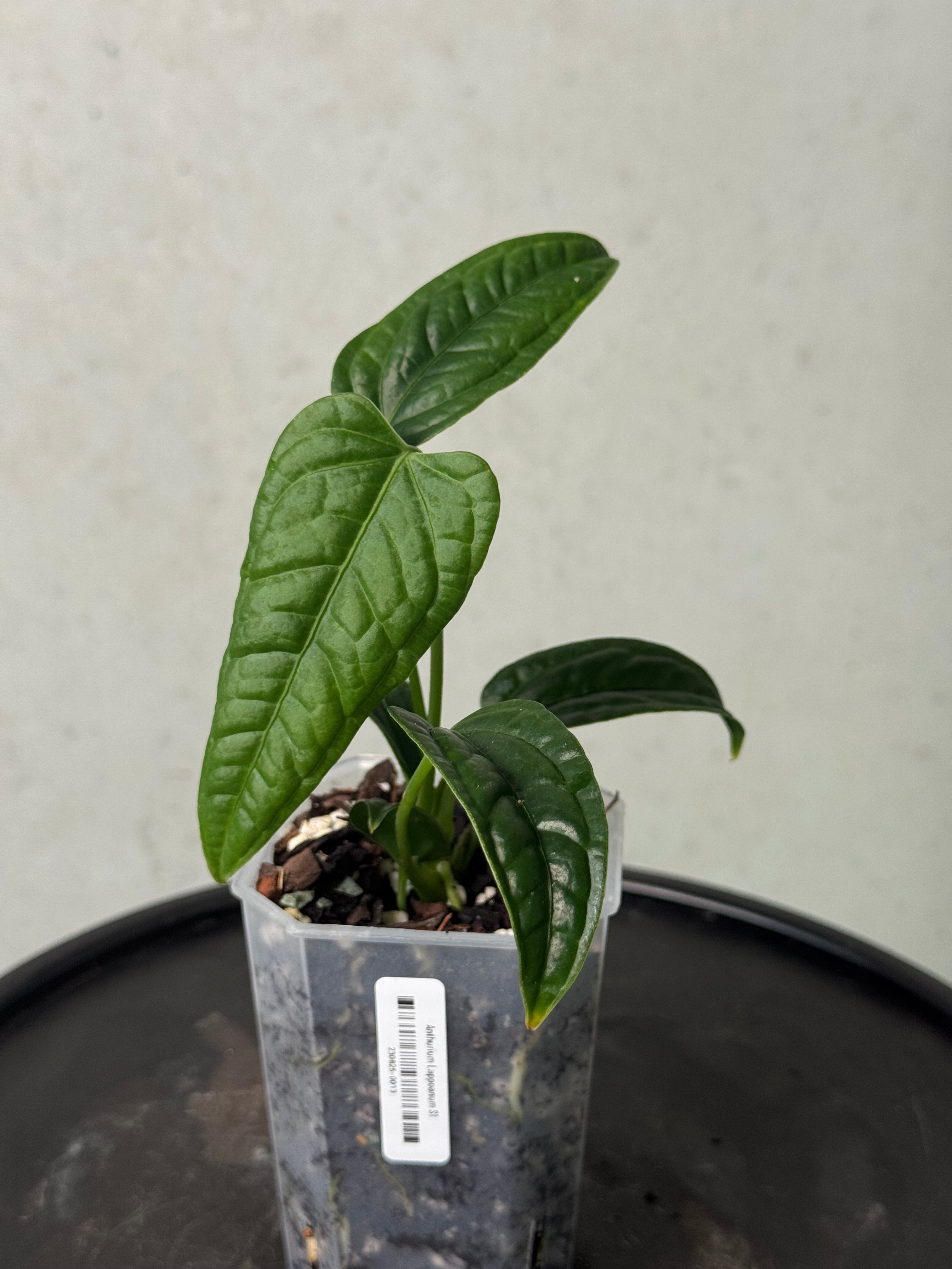 Anthurium Lappoanum S1