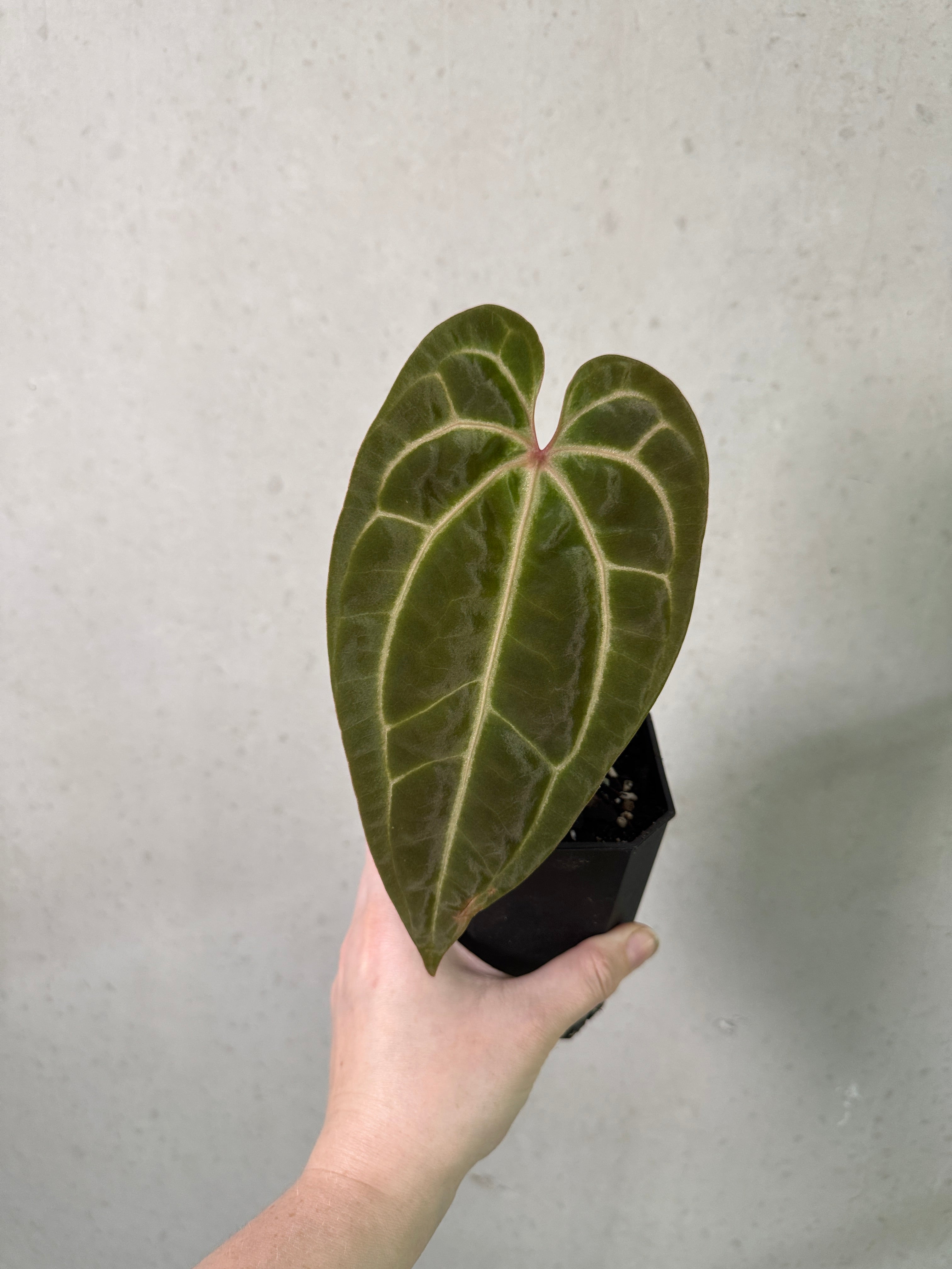 Red Anthurium Crystallinum 'Wide Sinus' x Besseae plant from Understory Oasis with vibrant leaves and lush foliage.