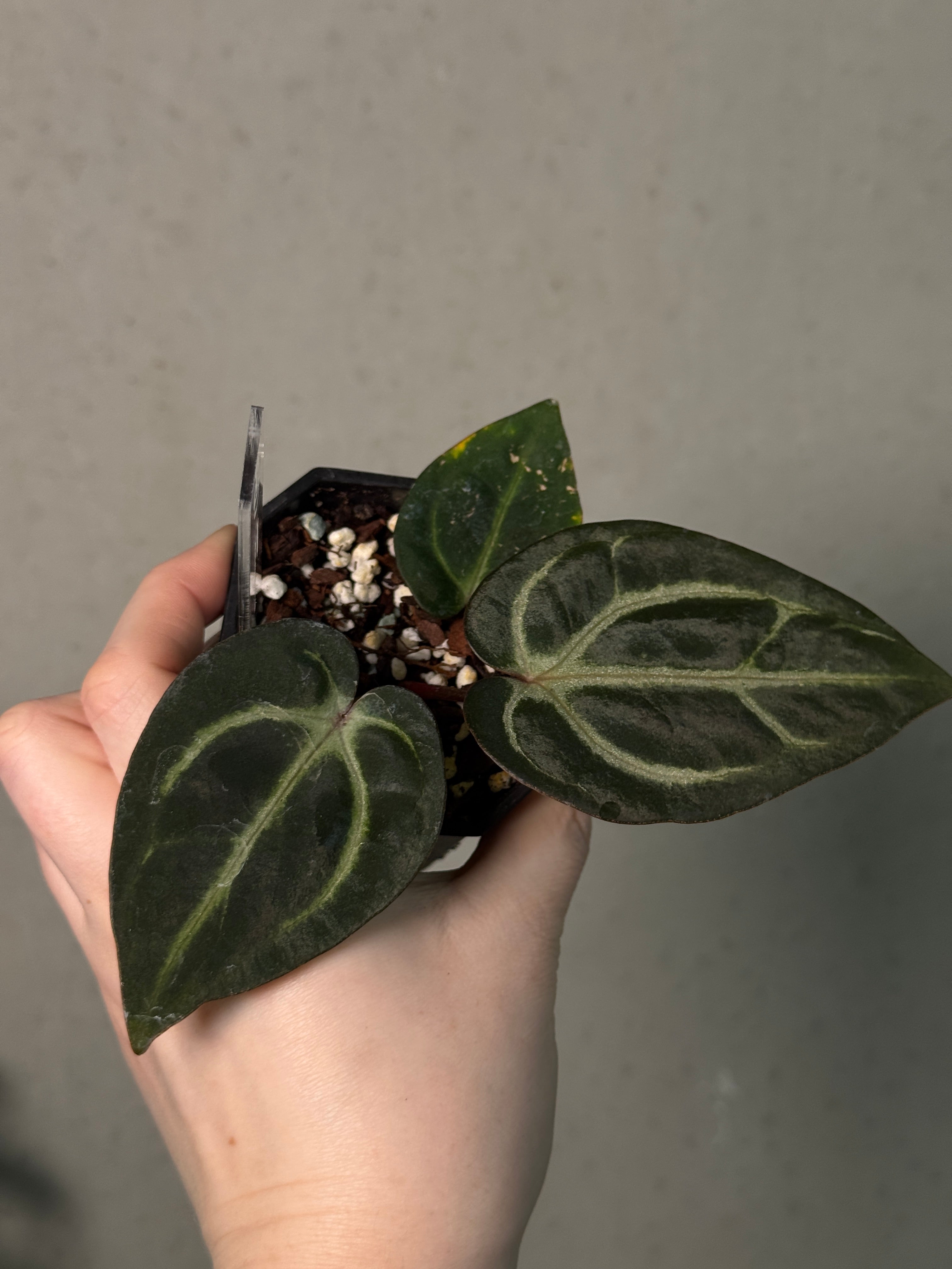 Anthurium Carlablackiae PM2 x PM1