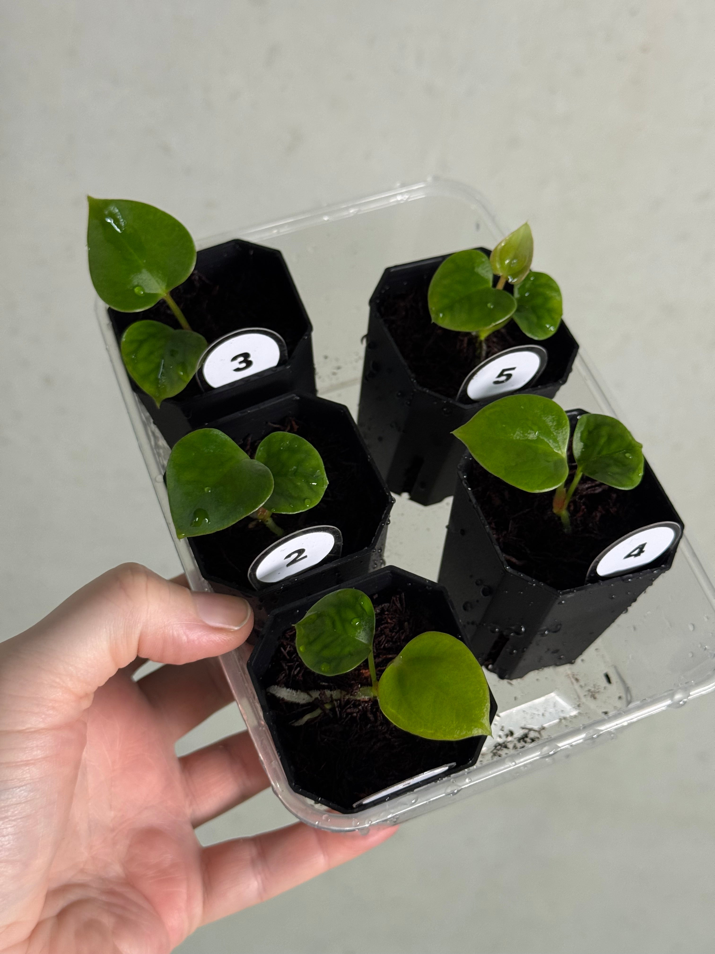 Anthurium (Dark Phoenix x Goliath) x (sp. Napo x Luxurians)