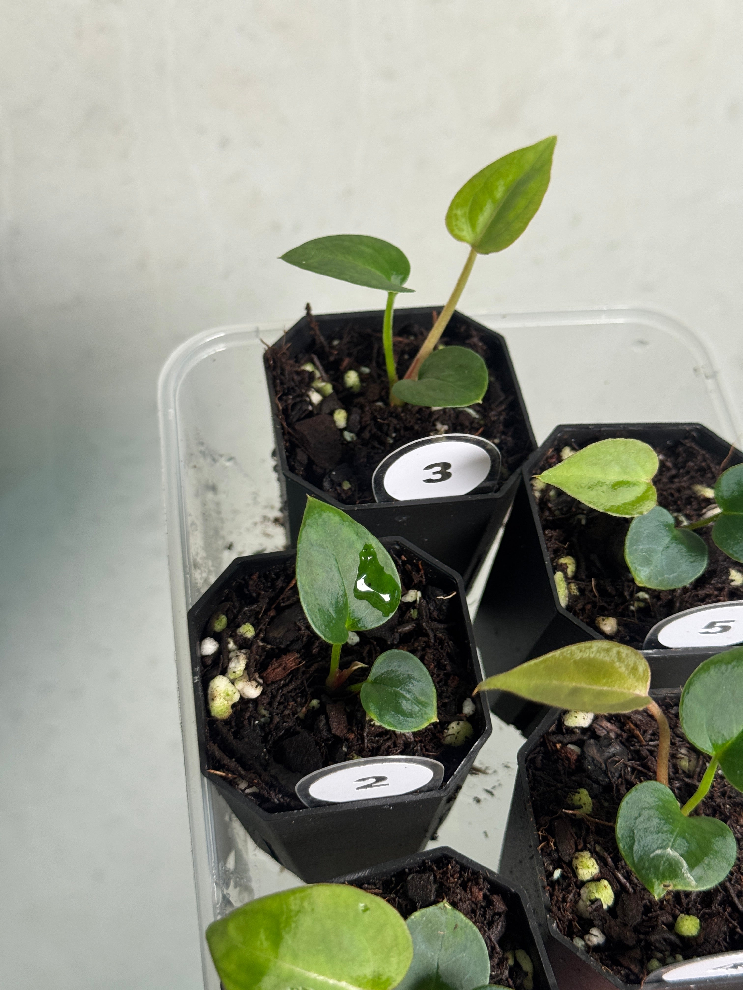 Anthurium (Black Widow x Red Velvet Cake) x Crystallinum ‘Chocolate’ - SMUKHI